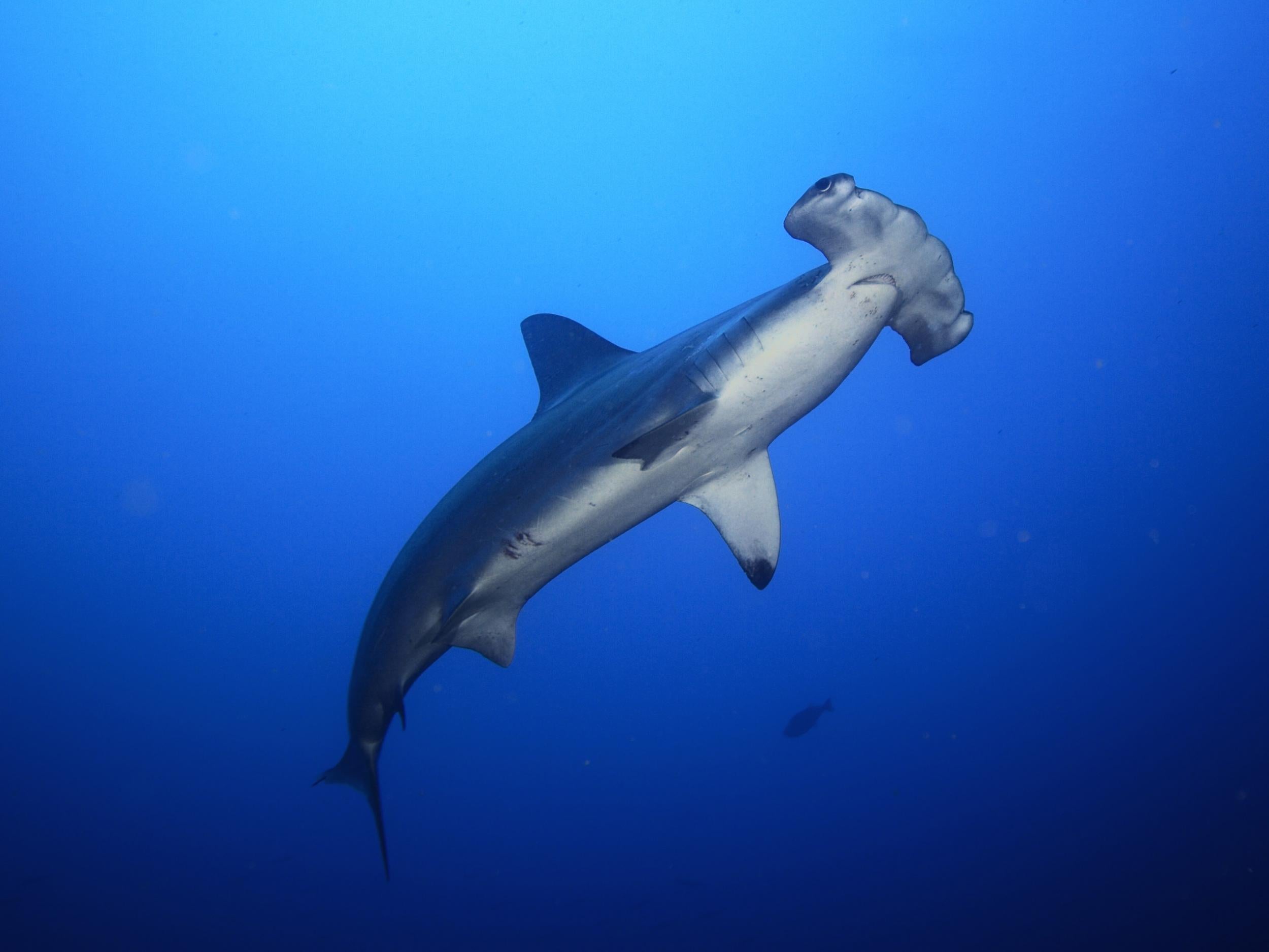 Hammerhead sharks were among the threatened species found in samples taken at an Asian wholesale retailer