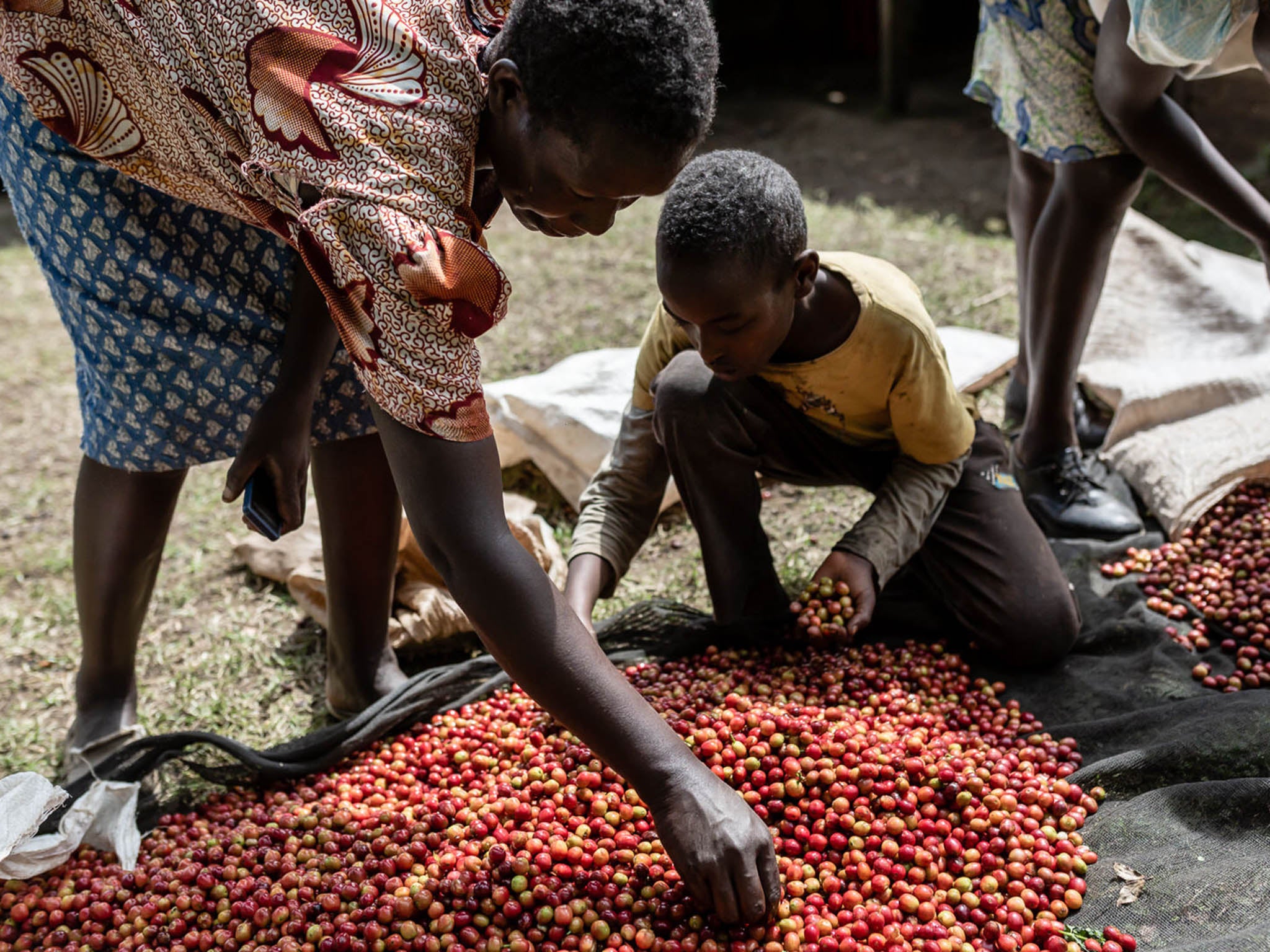 The women are producing almost double the amount of coffee cherries per bush