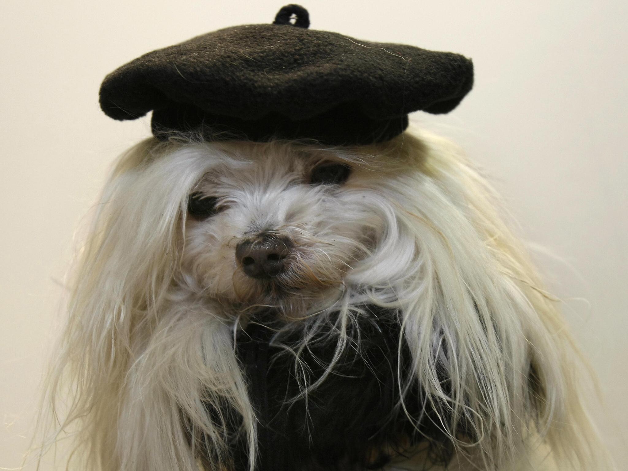 You will still be able to travel to the EU with your pet after Brexit, but it could well get more complicated depending on the status that the European Union decide to apply. If the UK is given “Part 2 listed status”, there would be some extra requirements for travelling pets and owners post-Brexit. “These would require an additional visit to the vet and some additional papers to be carried but would not prevent you from enjoying your trip,” says Eurotunnel. 
But it adds that if the UK is given unlisted, third-country status, “owners who wish to travel with their pets from the UK to EU nations will need to discuss their specific preparations and requirements with an Official Veterinarian at least four months prior to their desired travel date