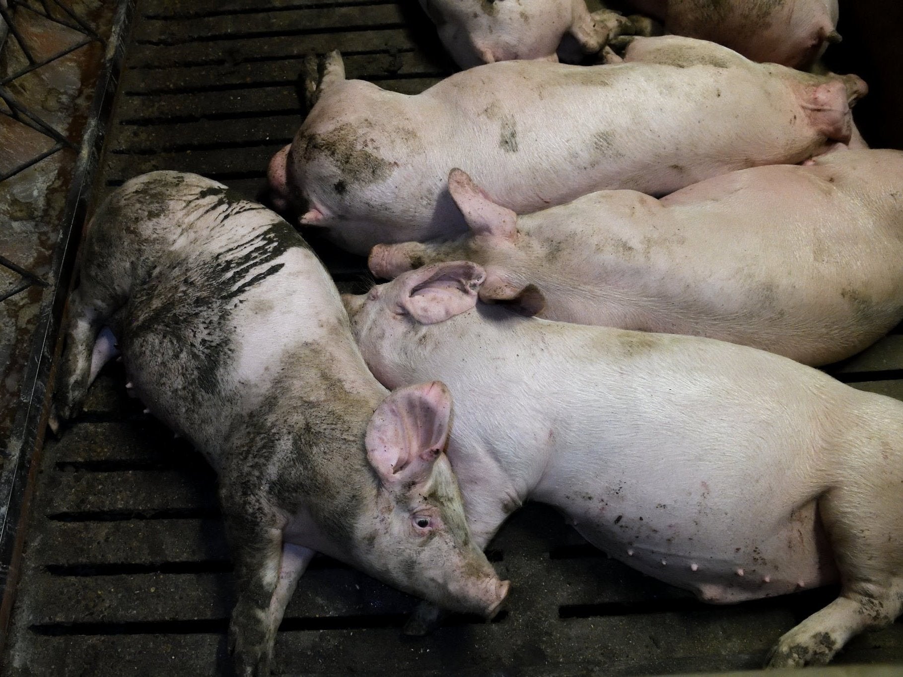 Scarred, dirty and bruised pigs at Fir Tree Farm