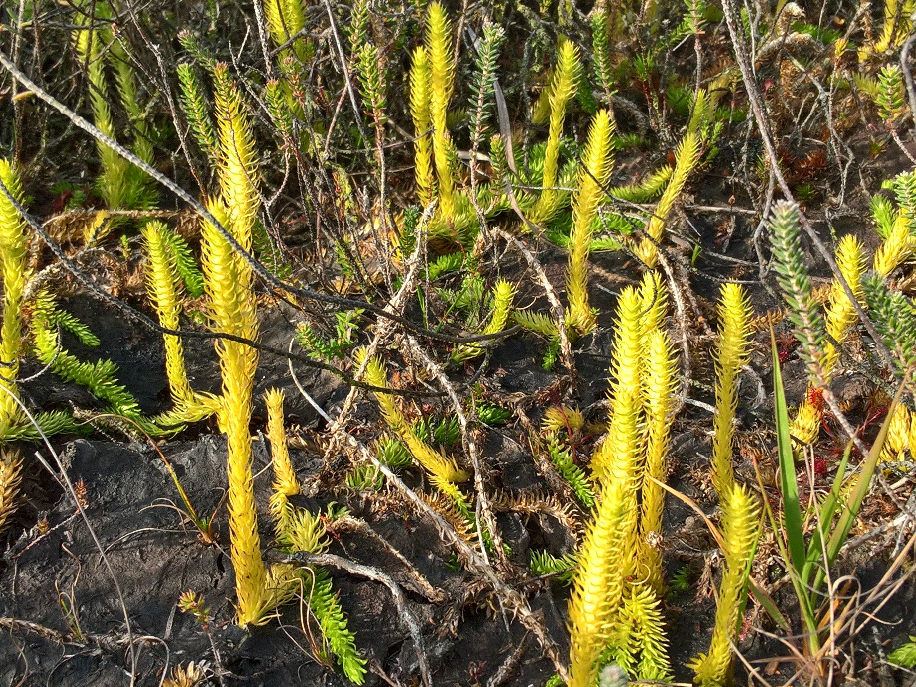 Marsh clubmoss has declined by 85% as its heath habitat has been wiped out