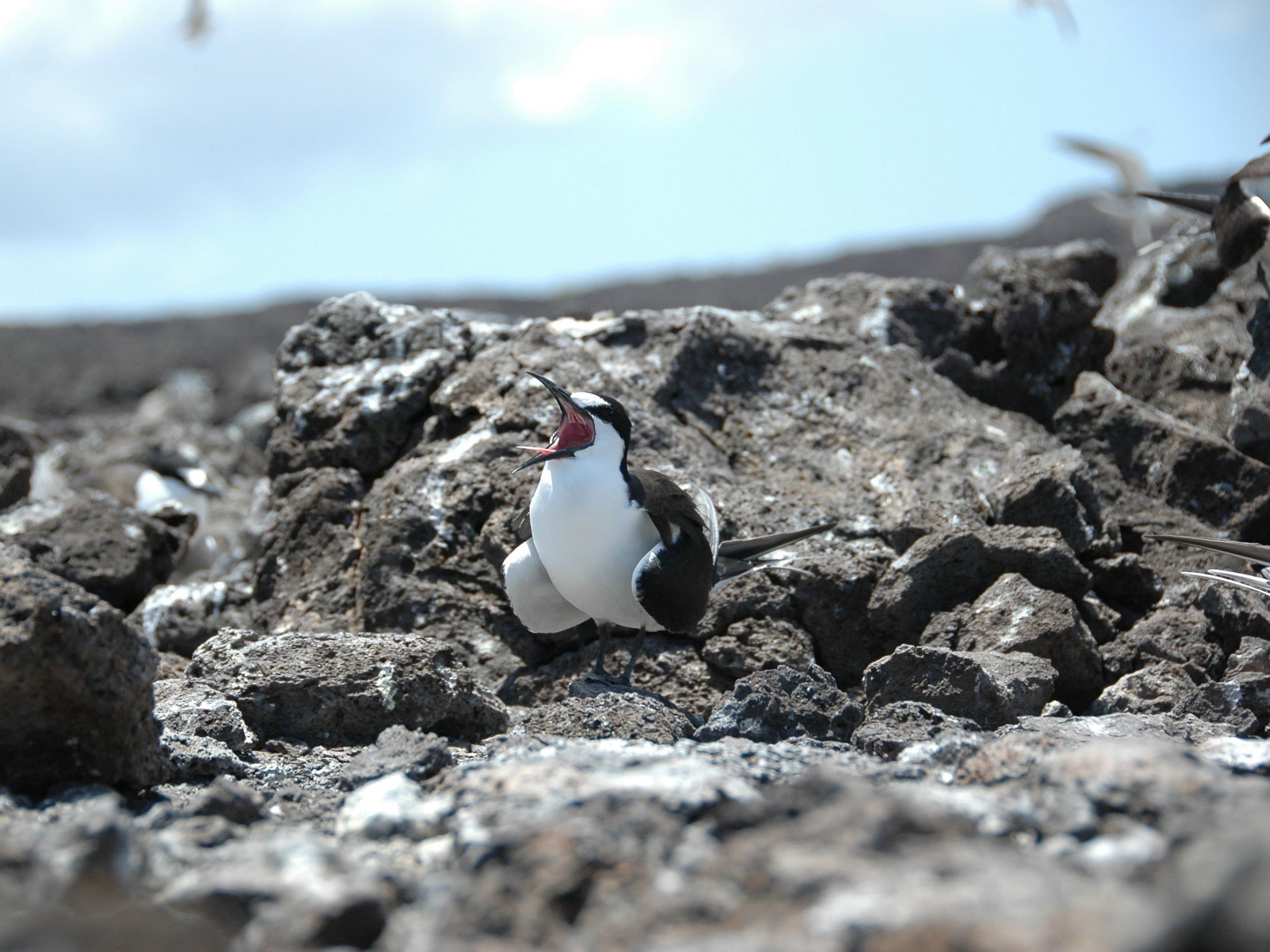 Sooty tern numbers on Acension have plummeted over the past few decades