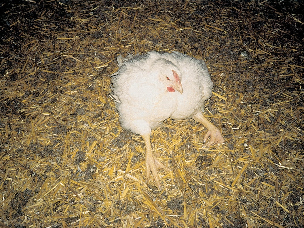 A bird in an intensive farm that's lame because it has been bred to grow so fast its legs cannot support its weight