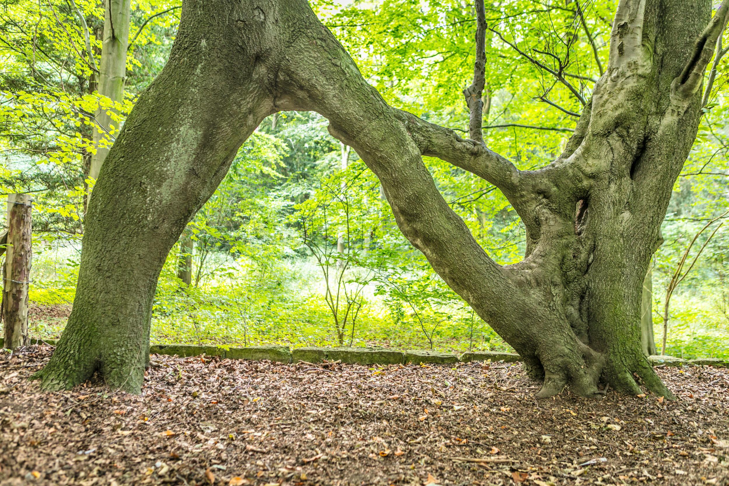 Nellie’s tree is going up against trees across Europe