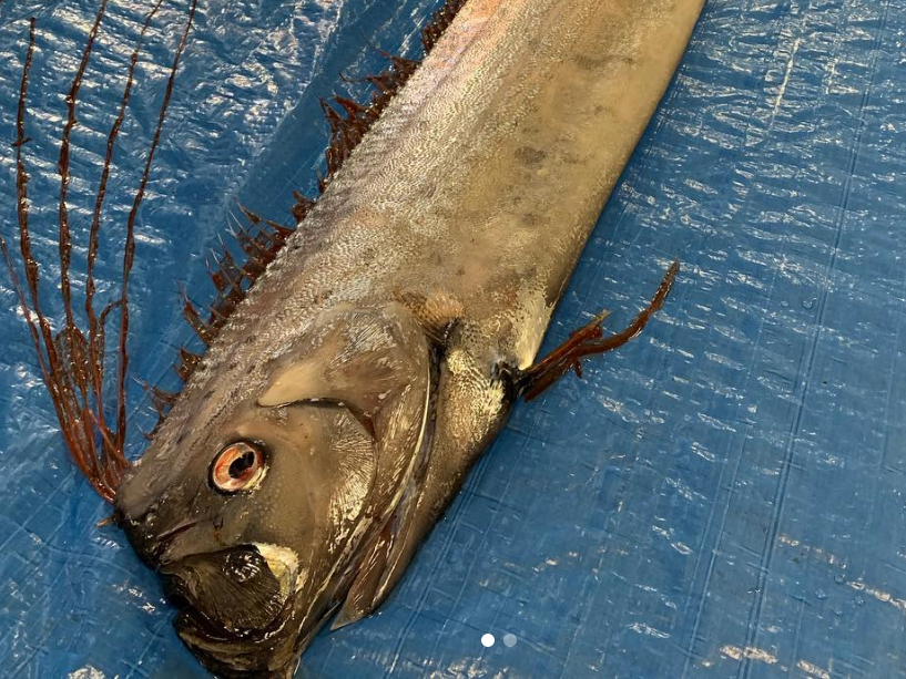 The giant fish was displayed at Uozu Aquarium close to Toyama Bay