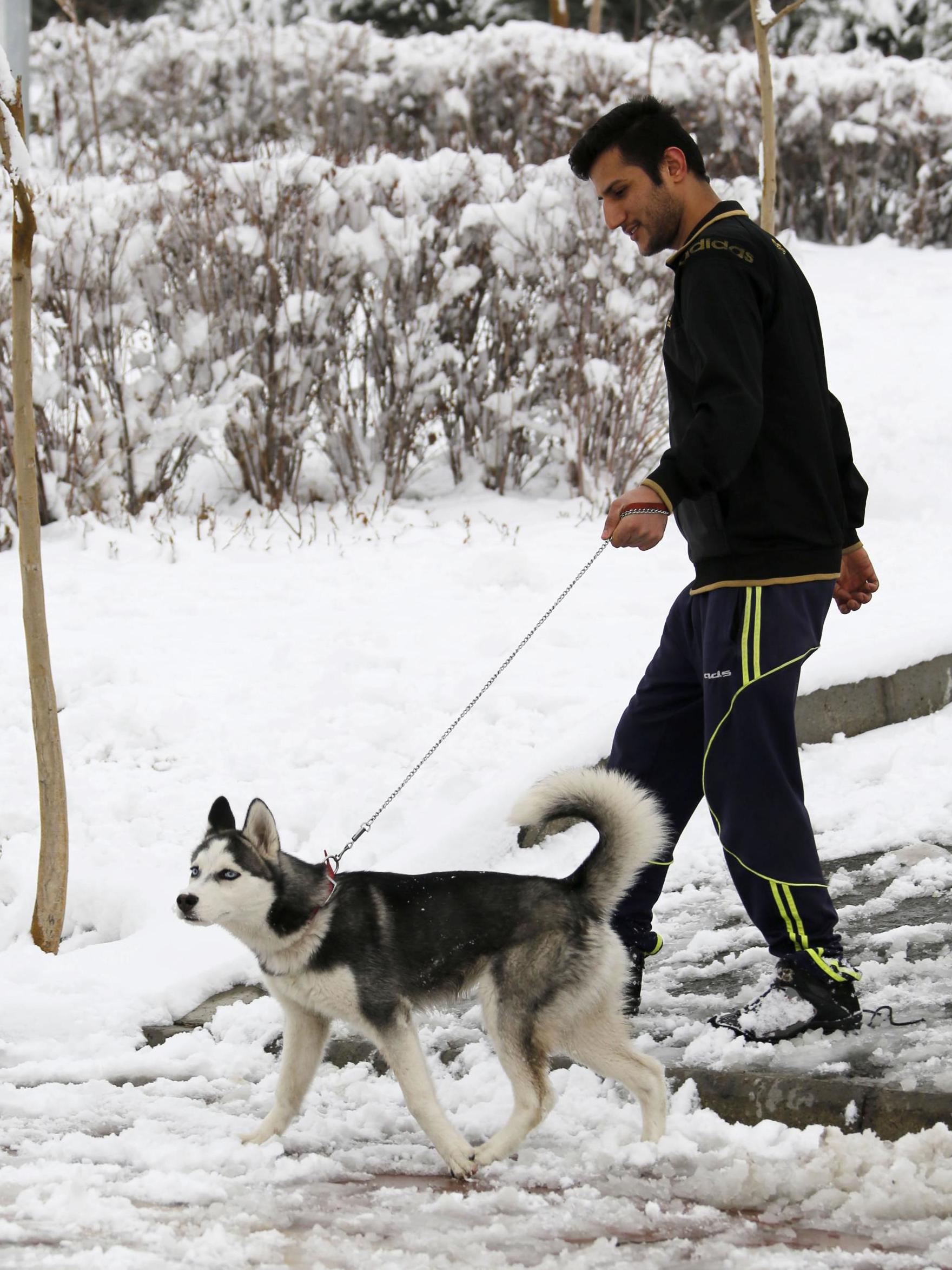 A pet owner takes his husky for a walk in the snow in Tehran