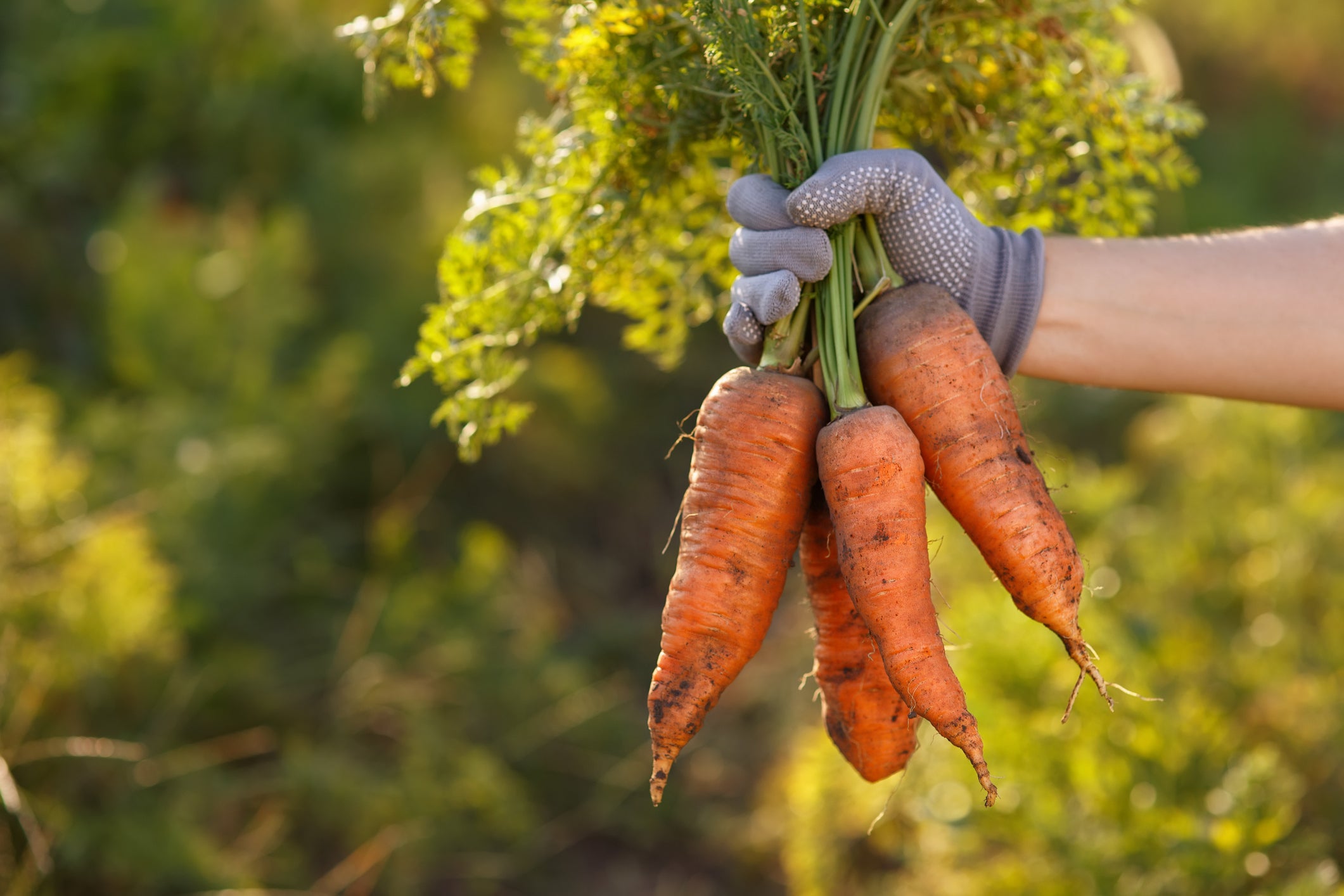 (Getty Images/iStockphoto