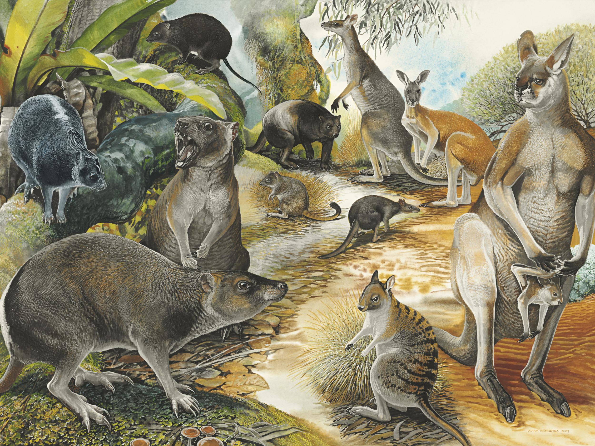 Artistic reconstruction showing the balbarid kangaroo relative Nambaroo gillespieae (top left)