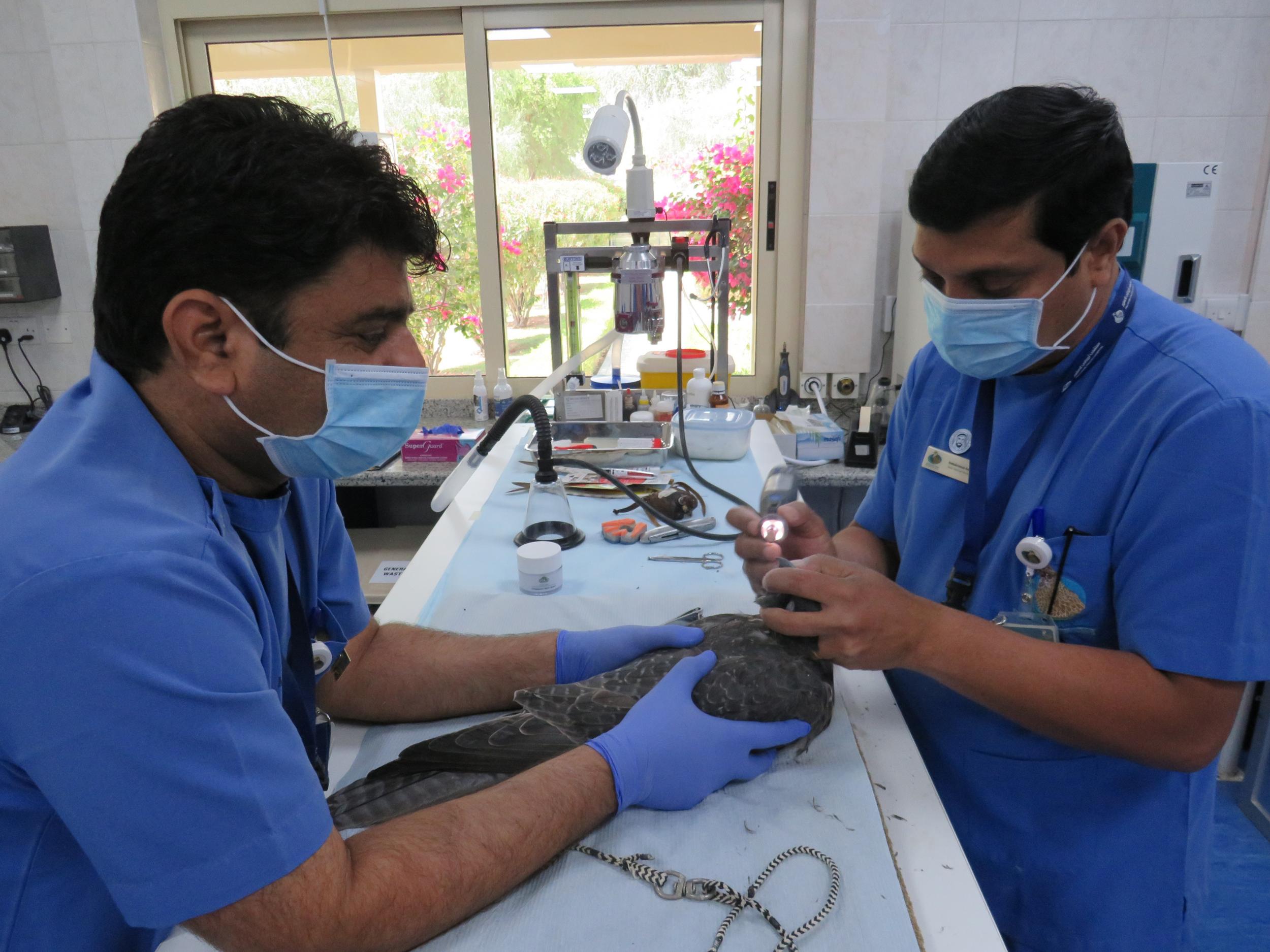 Vets take a closer look at one of the prized birds