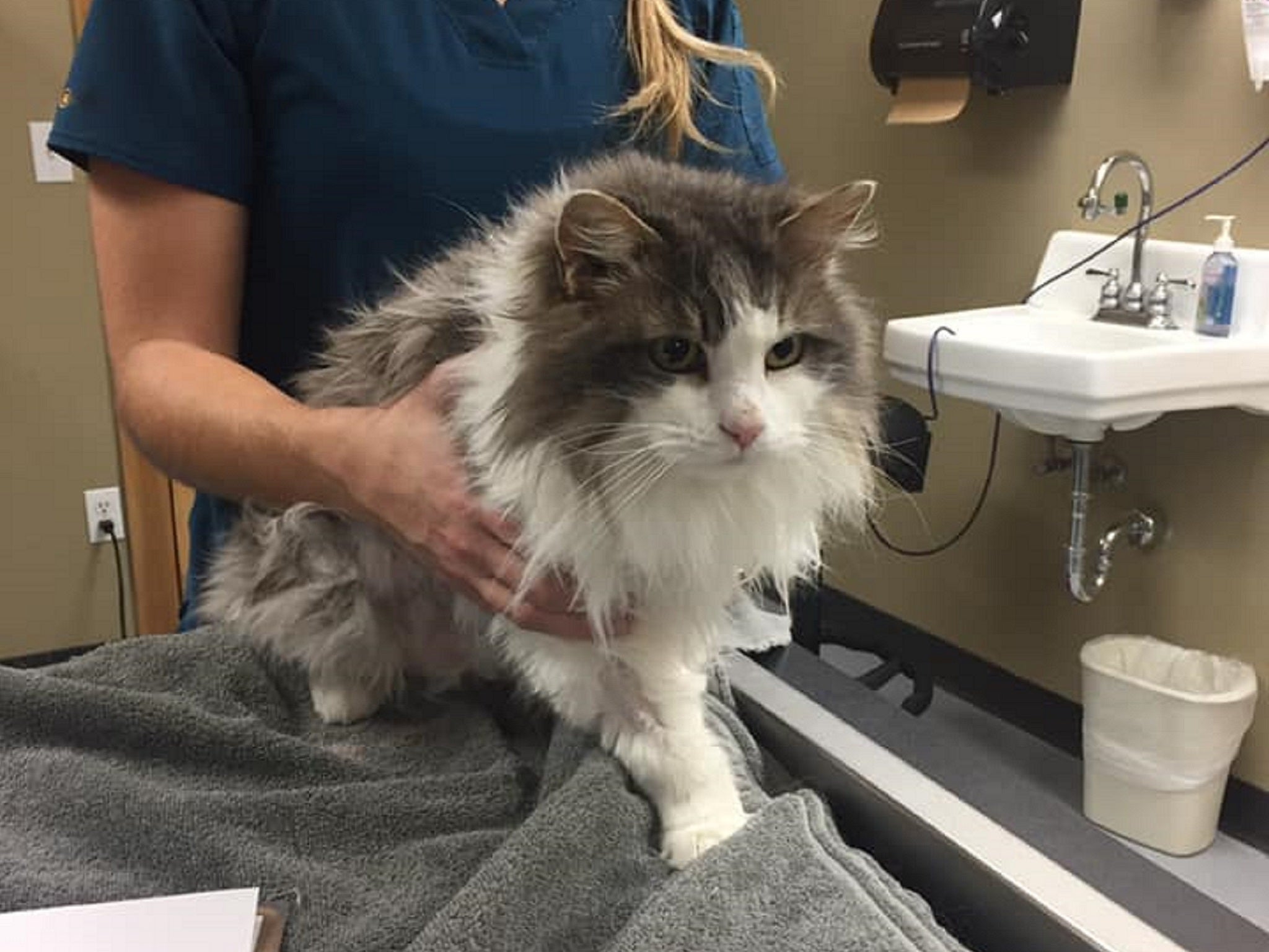 Fluffy the cat had a miraculous recovery after she was found frozen and unresponsive after being buried in snow in Kalispell, Montana, on 31 January 2019.