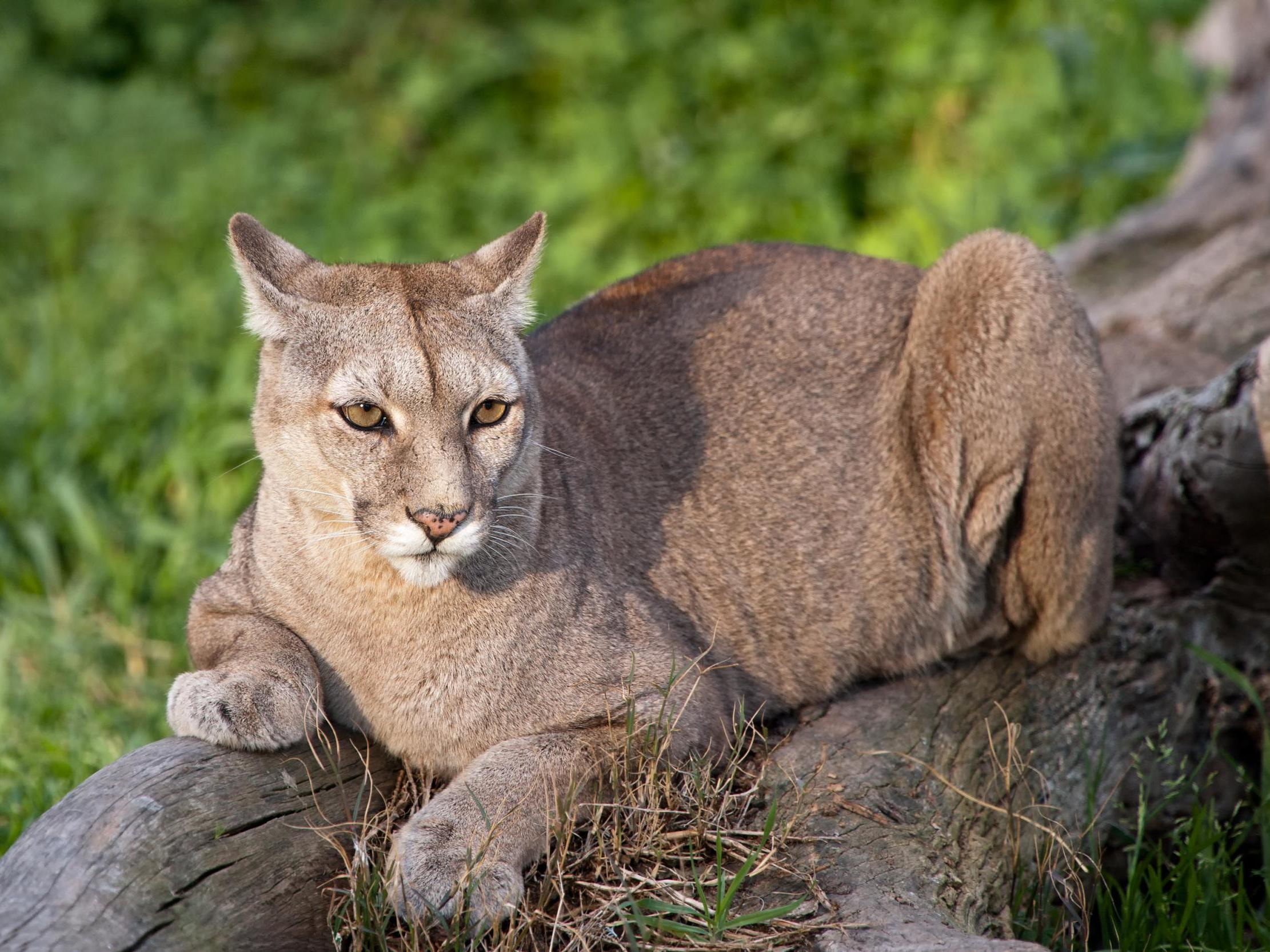 Mountain lion attacks increase over winter as the cats emerge from mountainous areas in search of prey