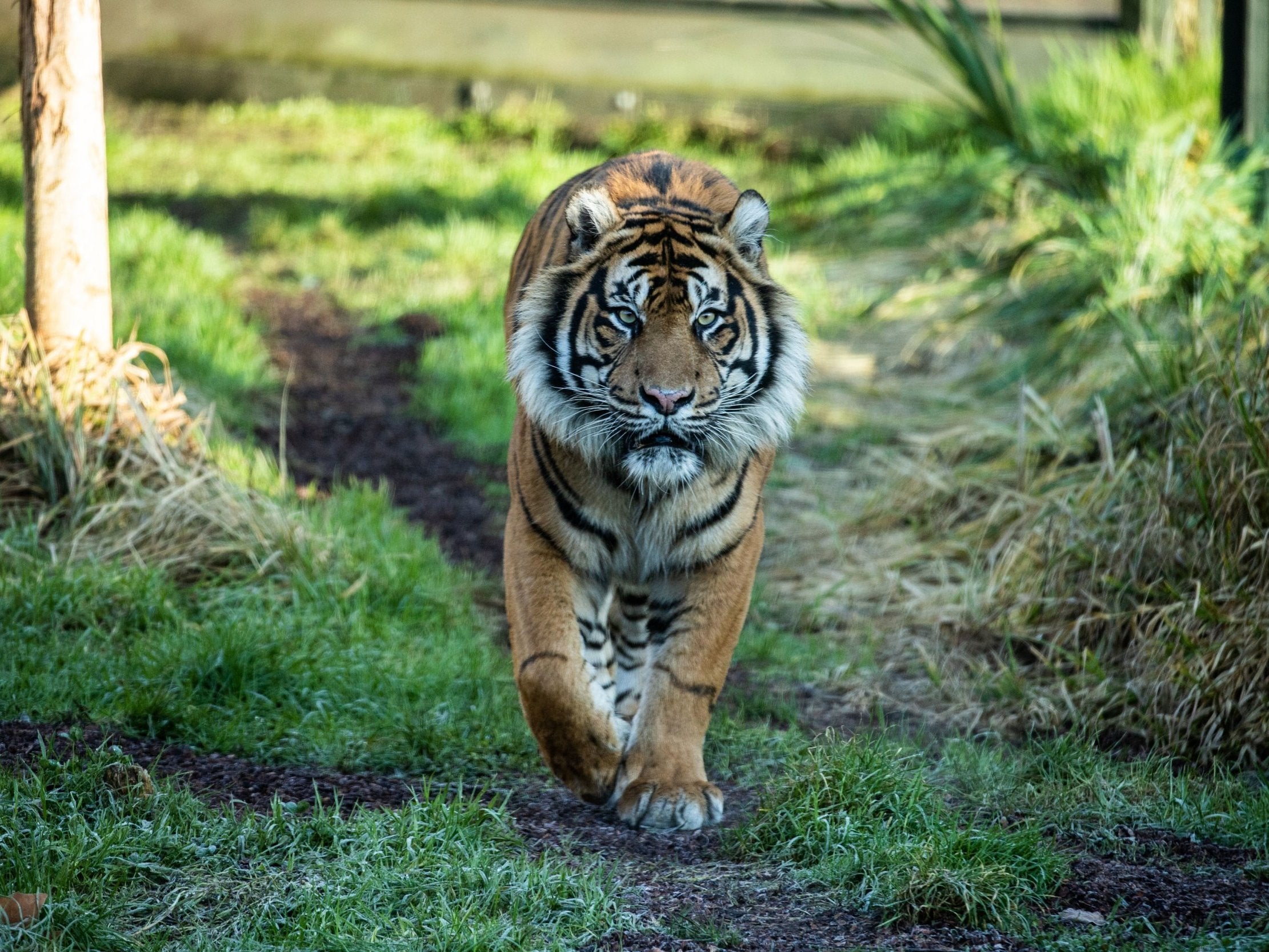 Asim, a seven-year-old Sumatran tiger, killed his prospective mate at London Zoo