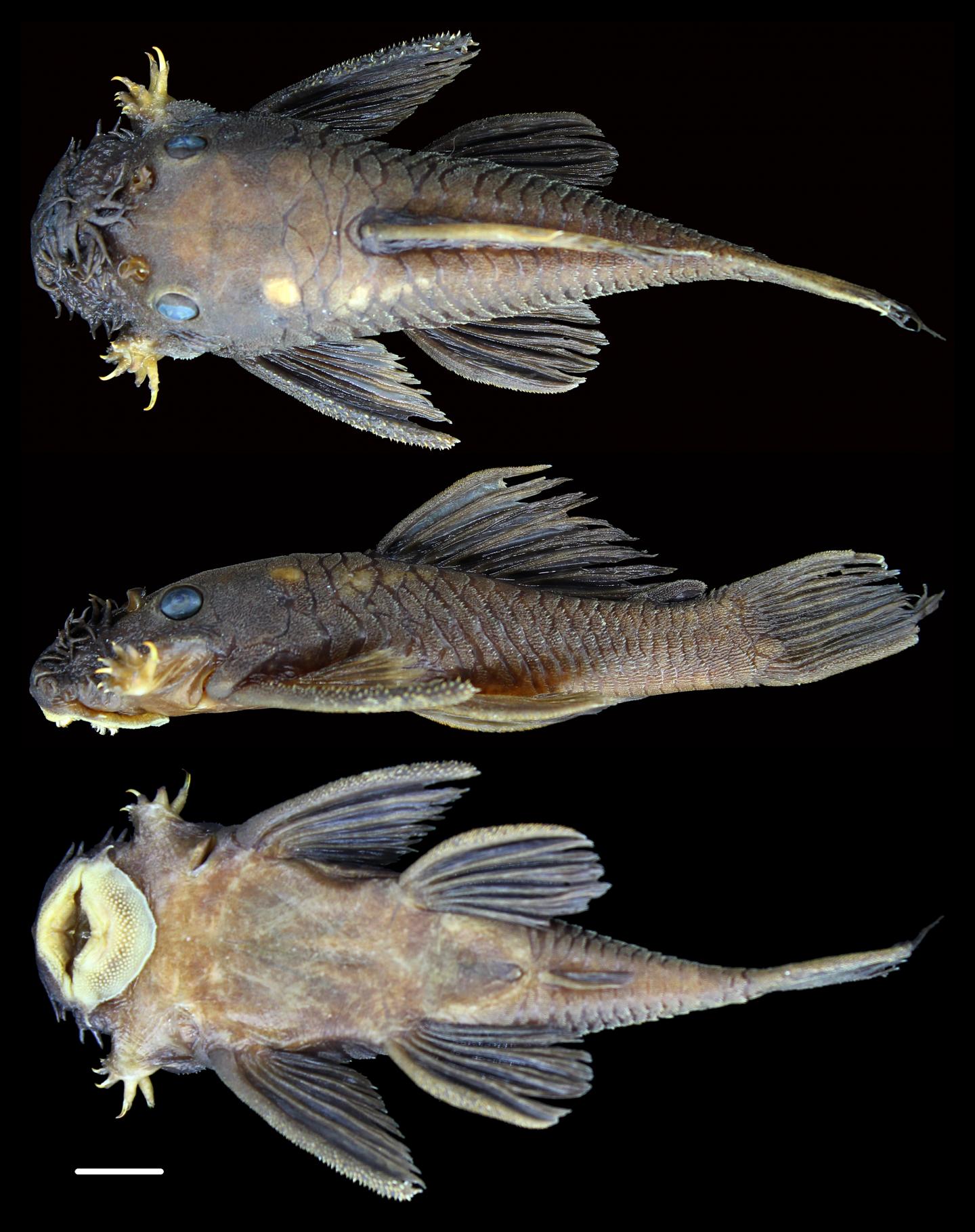 One of the new catfish species, Ancistrus patronus, named for the group’s paternal care of offspring.