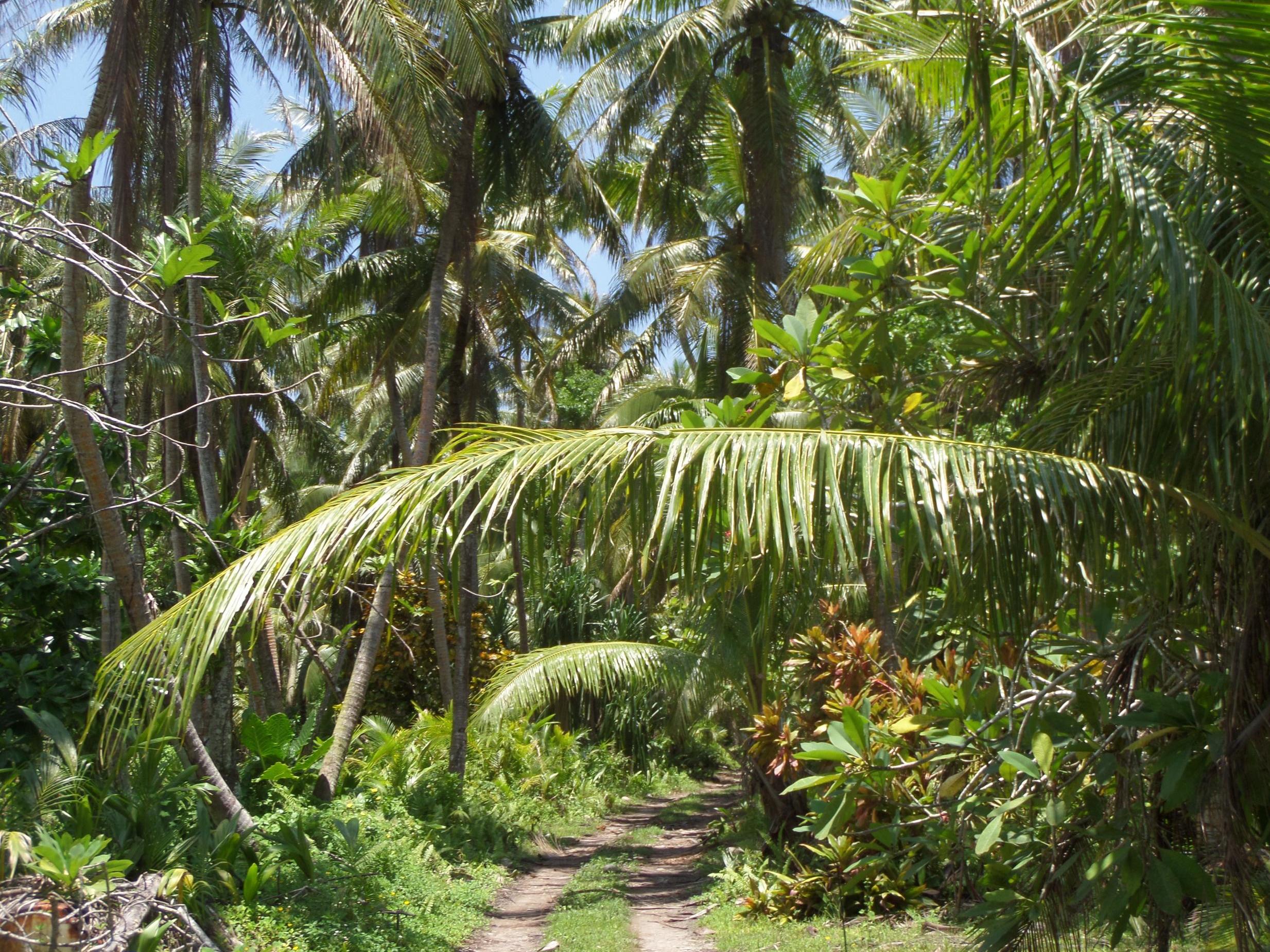 A forest on Guam, where tree growth has already been set back by an invasion of the brown snake