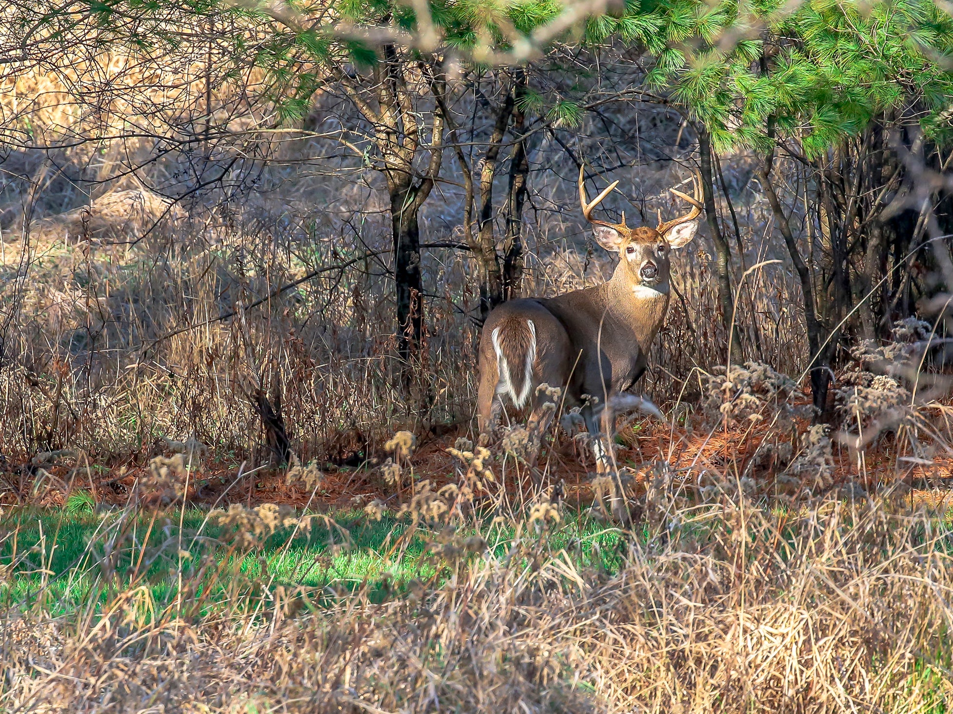 Millennials like Wade Truong hunt deer to have more of a connection with the food they’re eating (Getty/iStock)