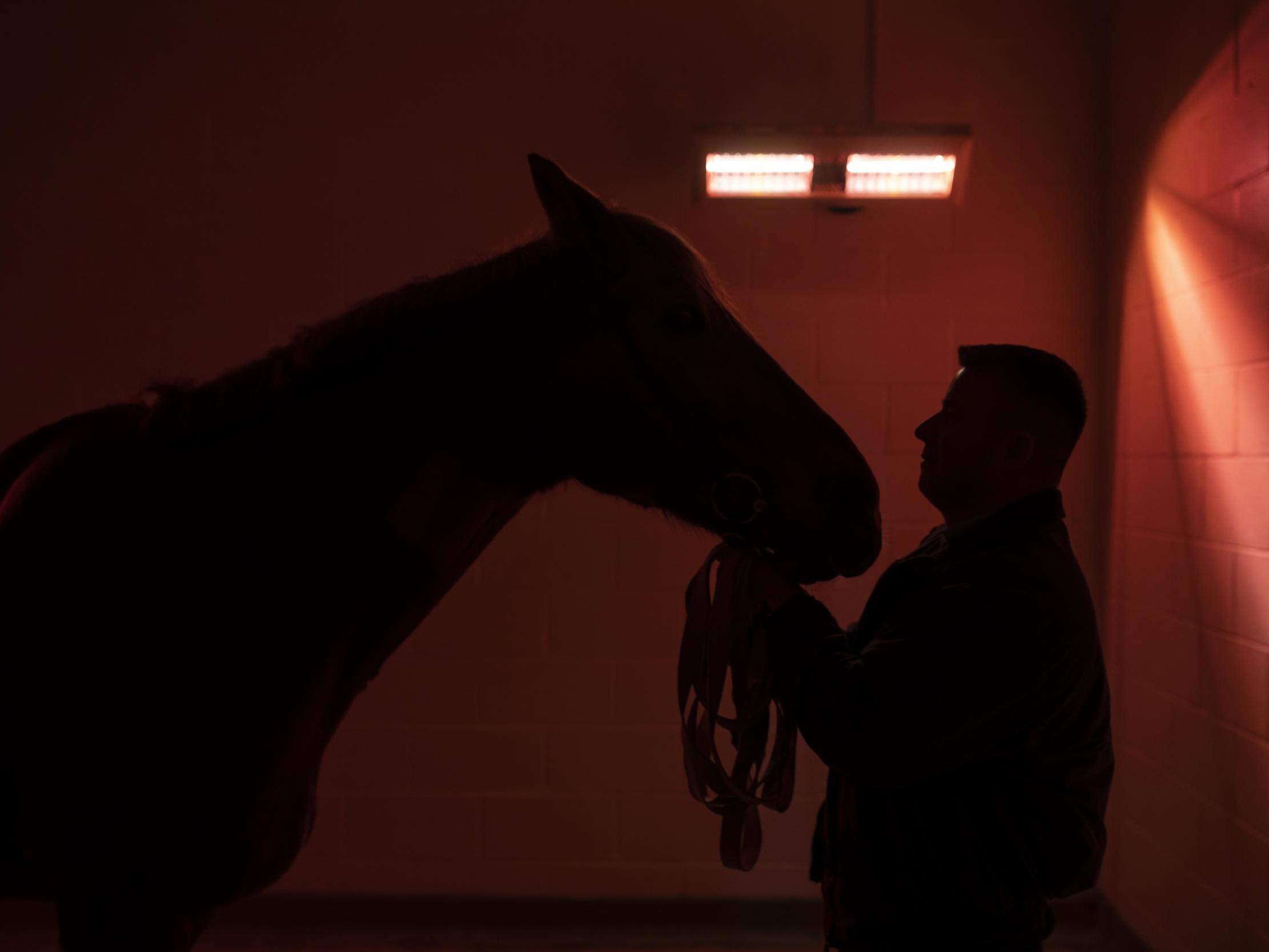 A horse is held before being given an Ultrasound at the Newmarket Equine Hospital