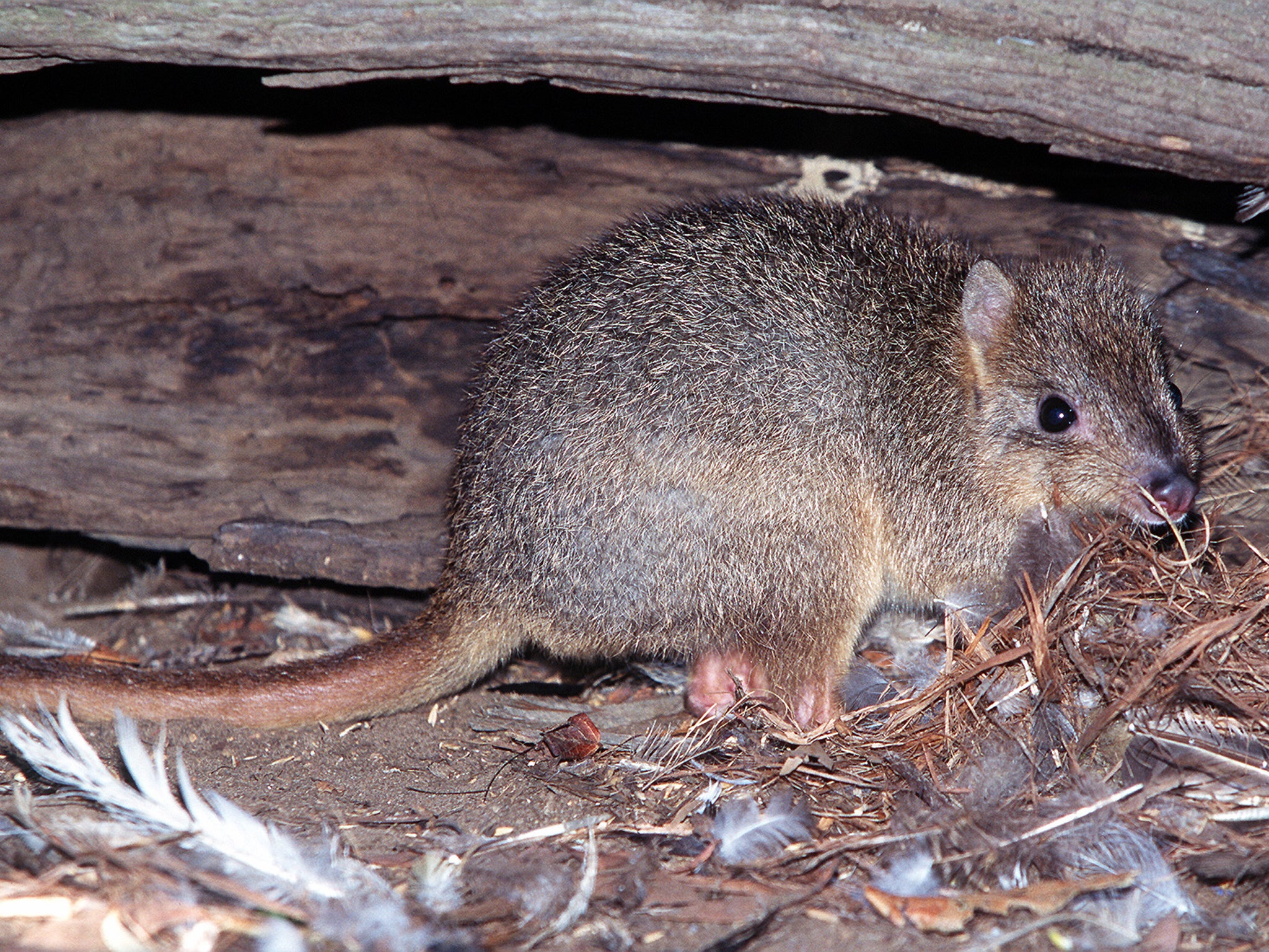 A Burrowing Bettong hides under a log near Cygnet River on Kangaroo Island in 1999