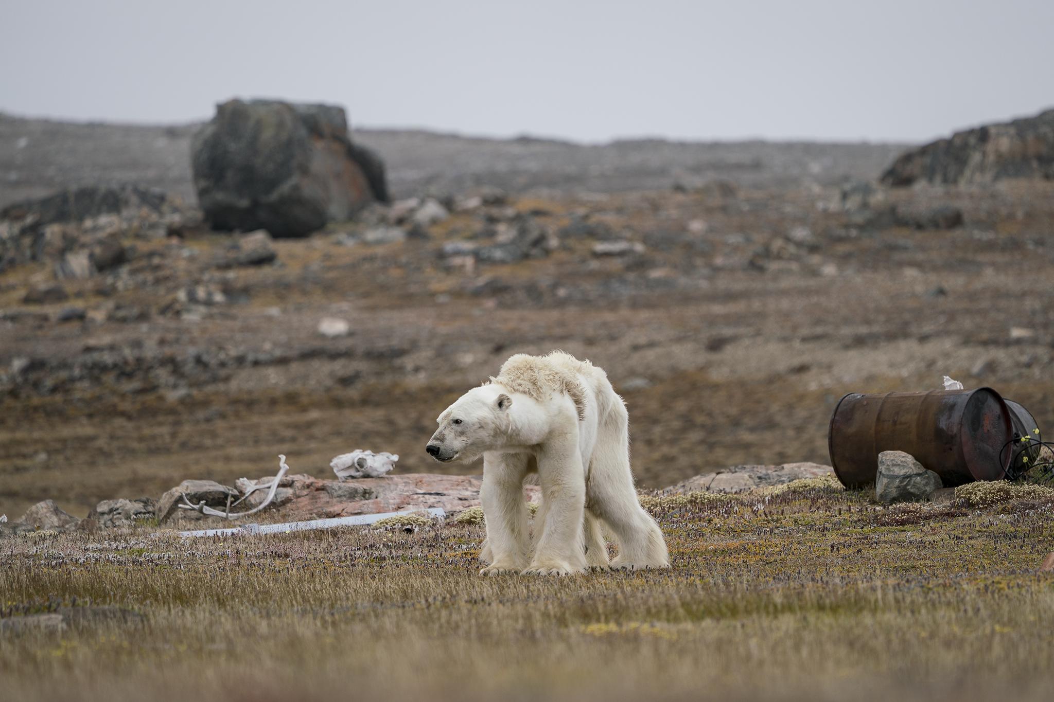 Justin’s whole body pained as he watched this starving polar bear at an abandoned hunter's camp, in the Canadian Arctic, slowly heave itself up to standing. With little, and thinning, ice to move around on, the bear is unable to search for food.