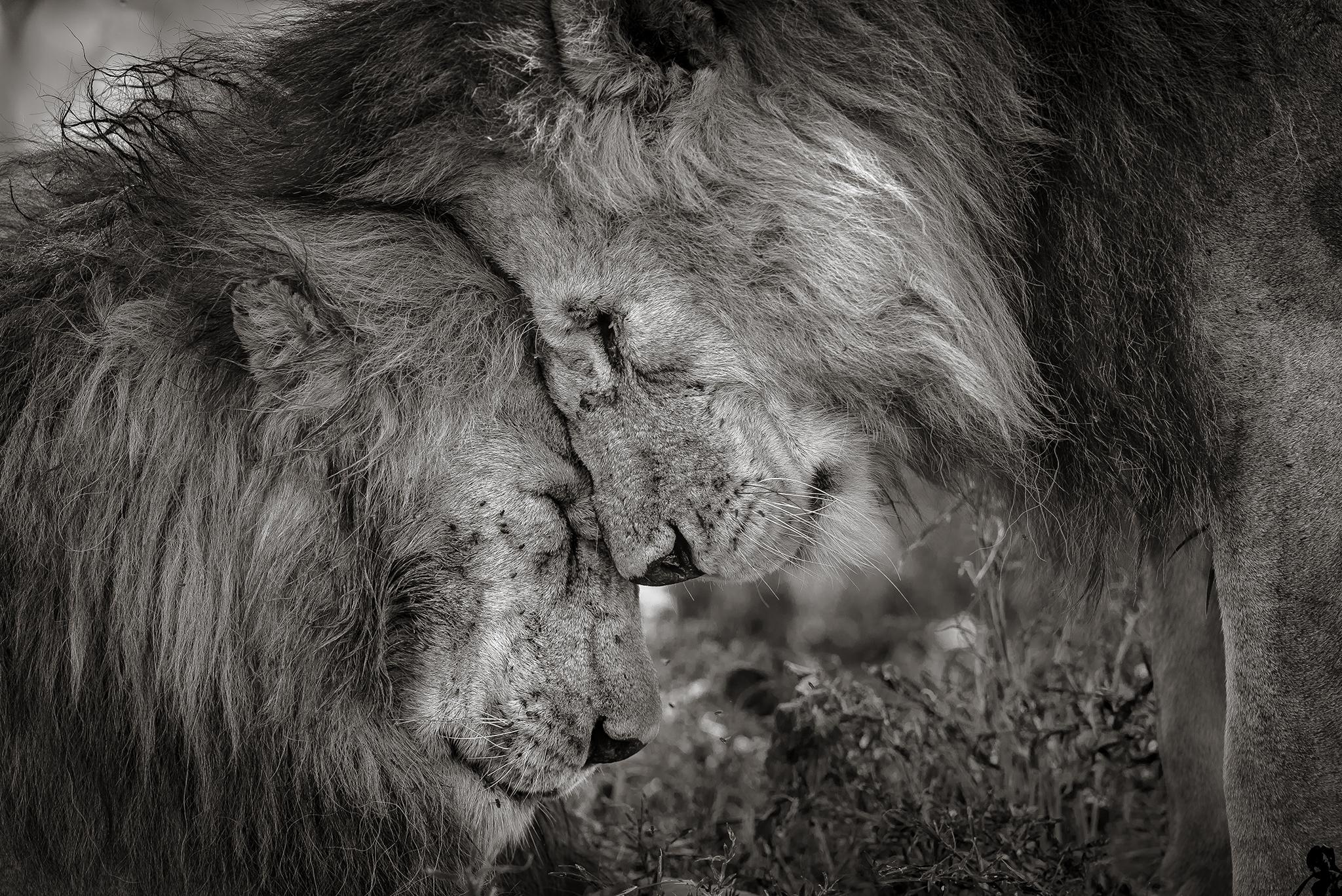David Lloyd, New Zealand / UK. 
These two adult males, probably brothers, greeted and rubbed faces for 30 seconds before settling down. Most people never have the opportunity to witness such animal sentience, and David was honoured to have experienced and captured such a moment.The picture was taken in Ndutu, Serengeti, Tanzania.