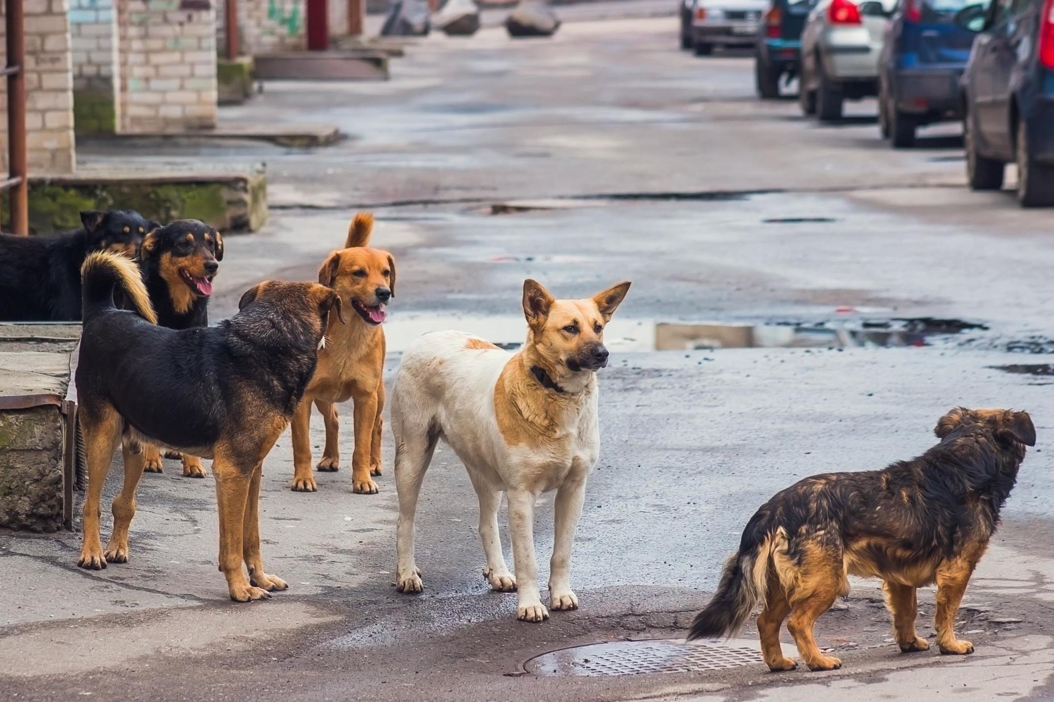 Good boys... or threat to vulnerable species?