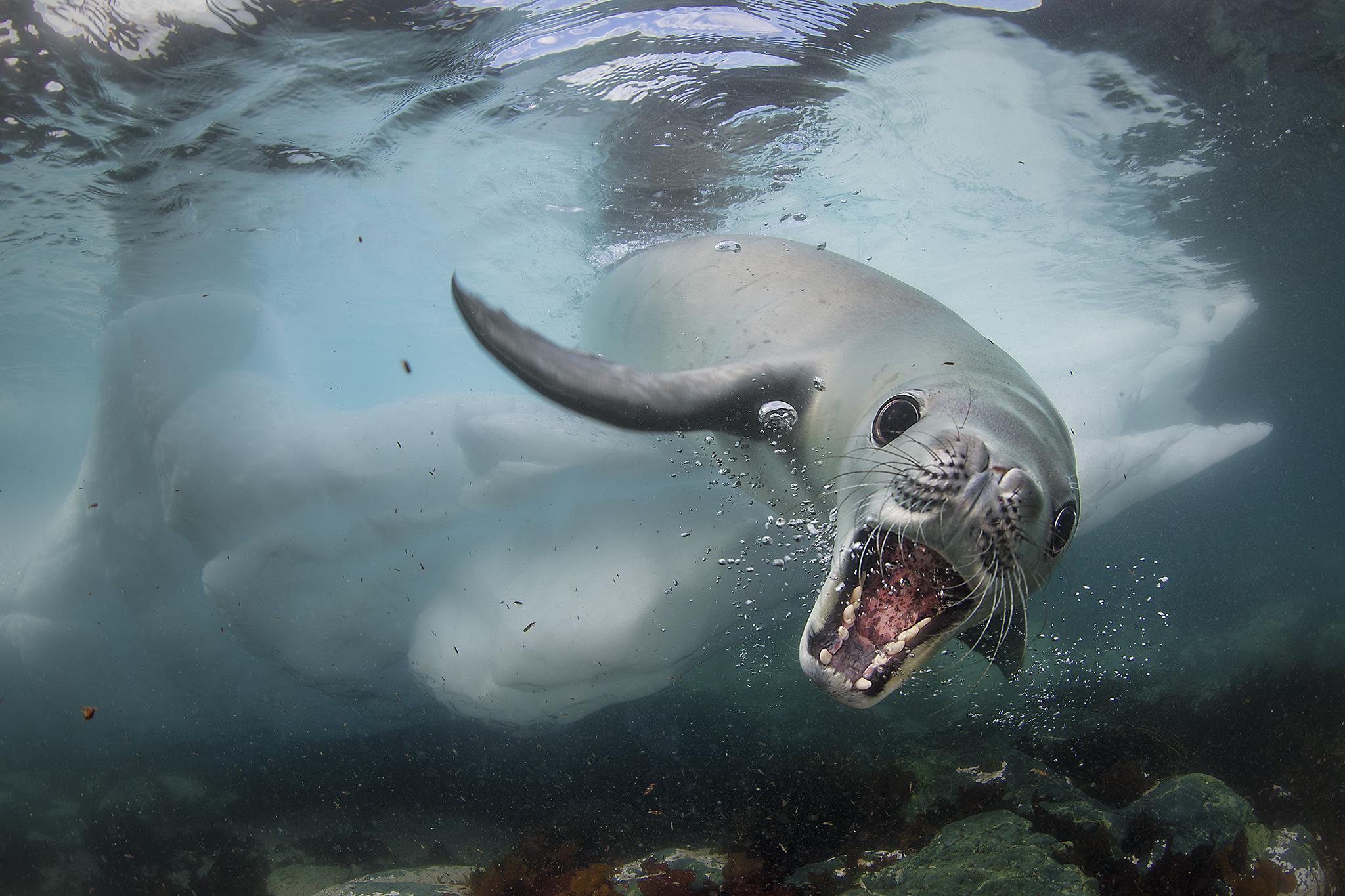 Cristobal Serrano, Spain. Any close encounter with an animal in the vast wilderness of Antarctica happens by chance, so Cristobal was thrilled by this spontaneous meeting with a crabeater seal off of Cuverville Island, Antarctic Peninsula. These curious creatures are protected and, with few predators, thrive.