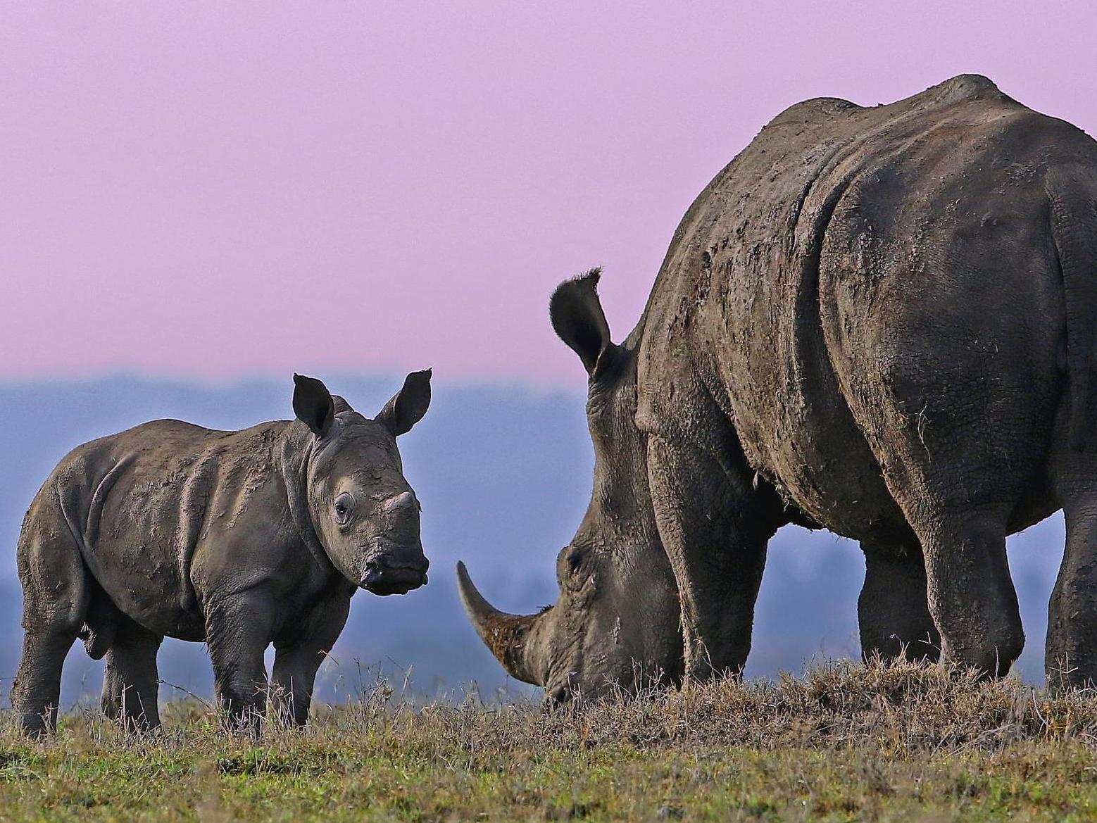 Some species have taken almost 20 years to be added to the protected list, while others are still waiting 24 years after being first considered