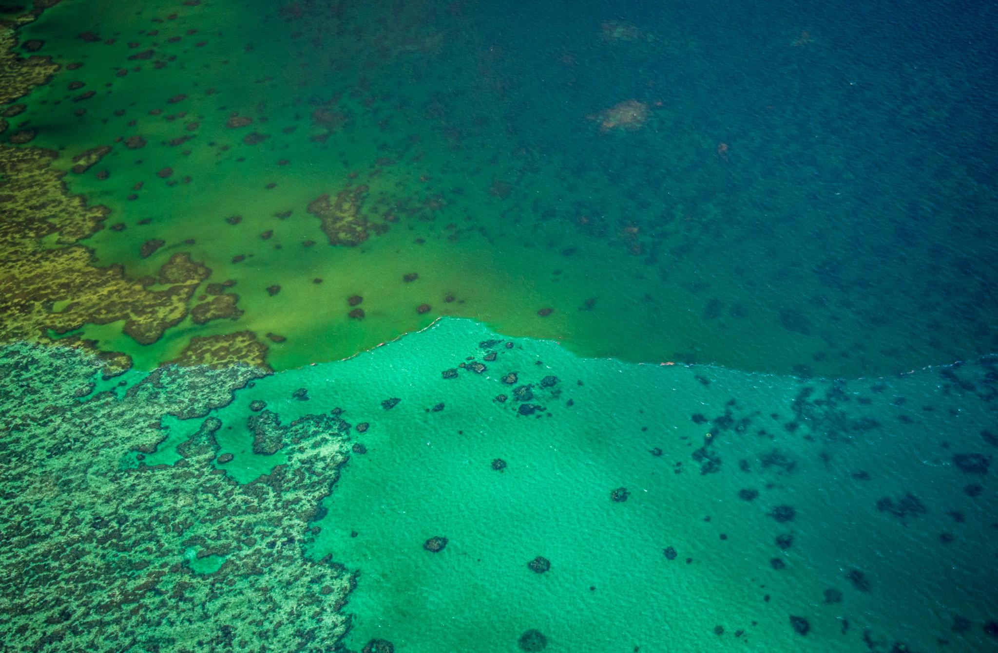 Dr Frederieke Koon from the Australian Institute of Marine Science however, has told the BBC that the floodwater contains nutrients that have boosted algae growth in some areas, turning the water "a thick blanket of green".