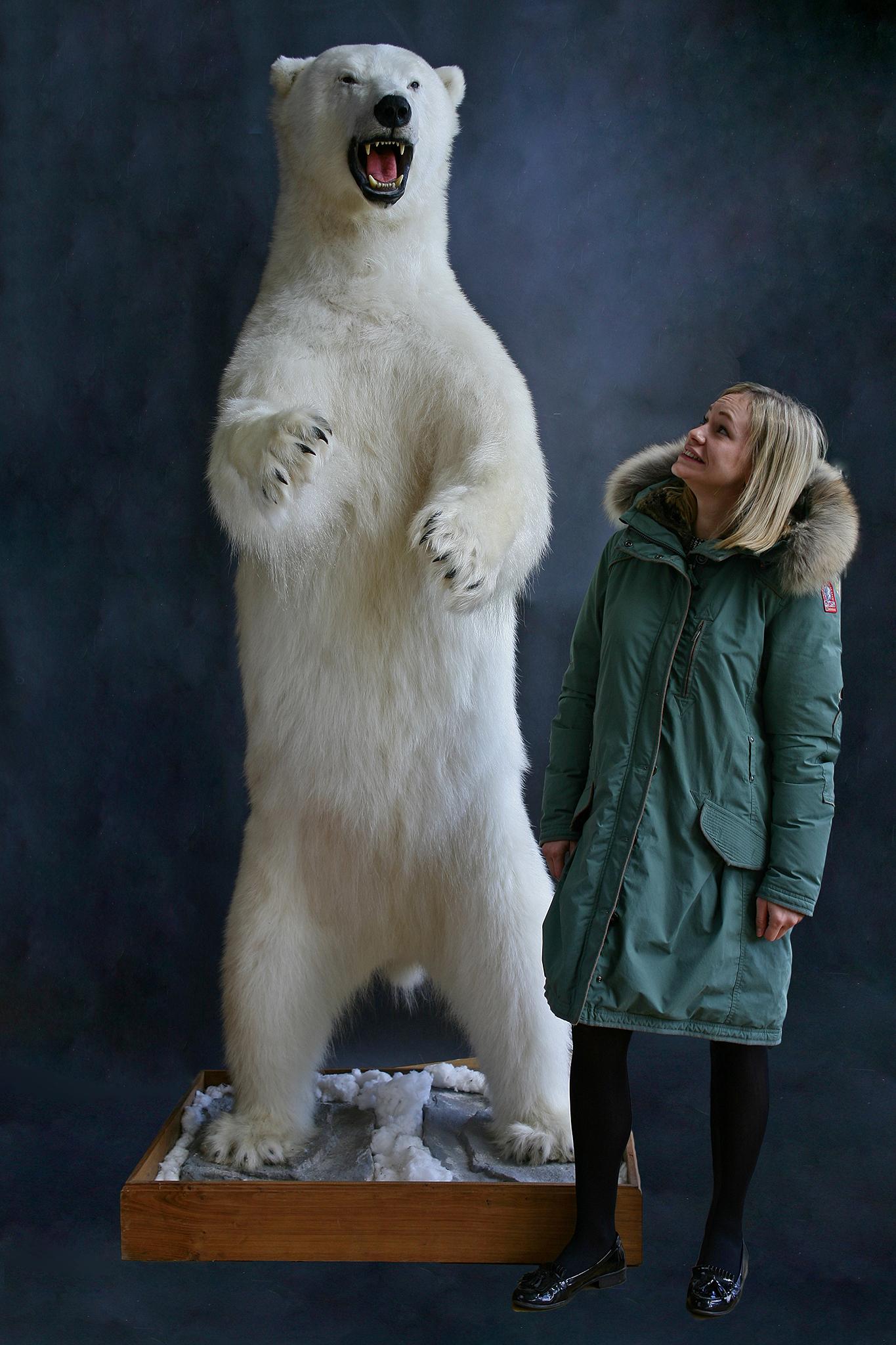 The 8ft polar bear sold for £20,000 at auction