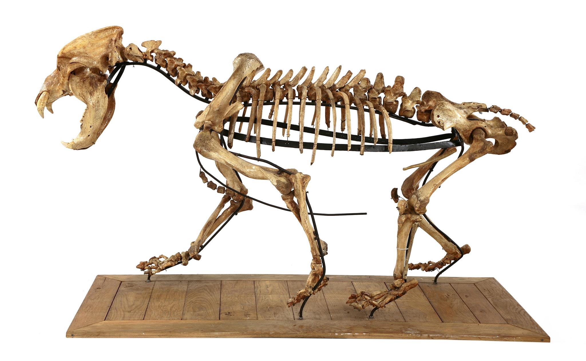 The bear skeleton sold for £13,000 at auction