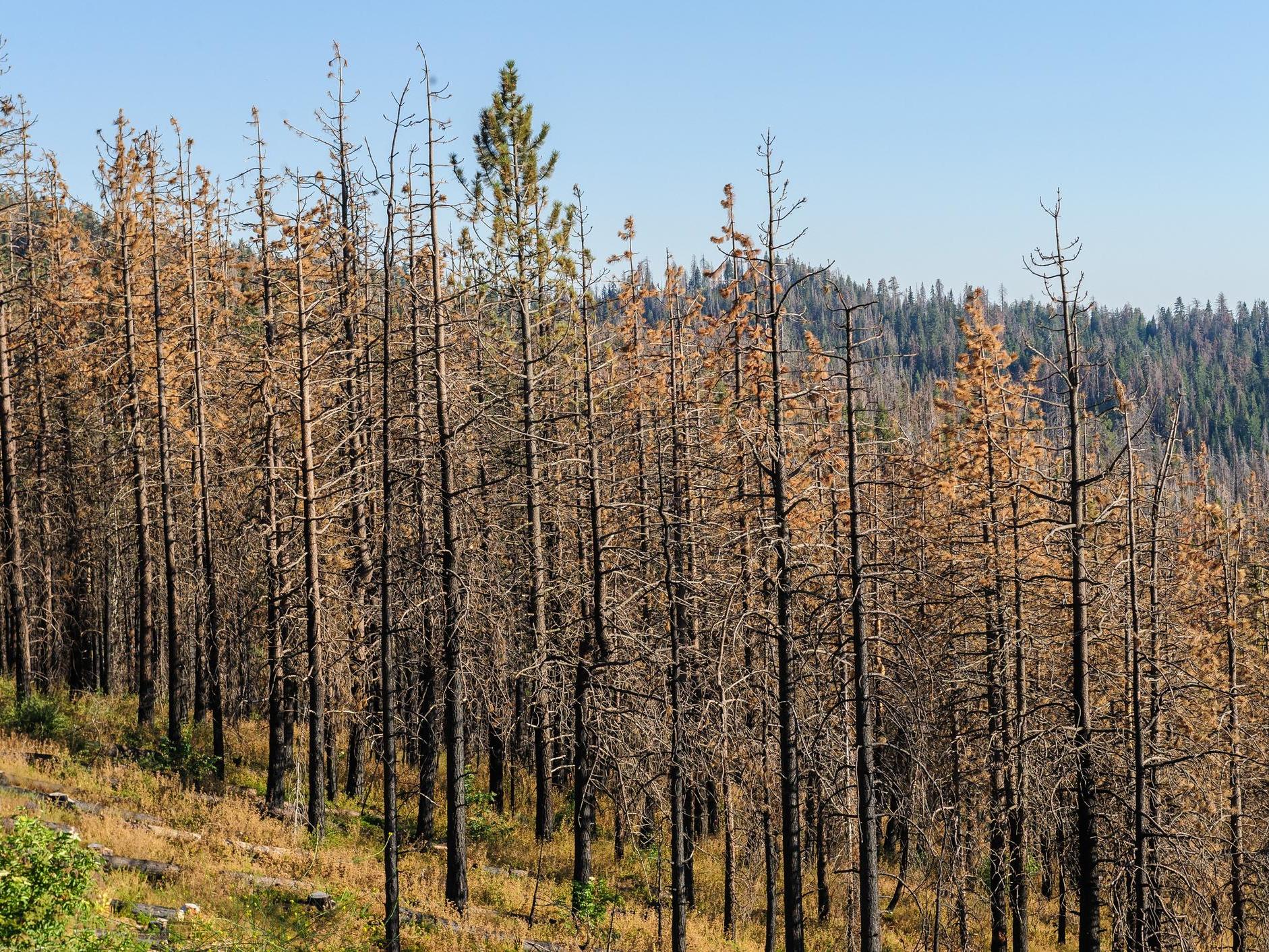 Many tree species across America are threatened by introduced pests