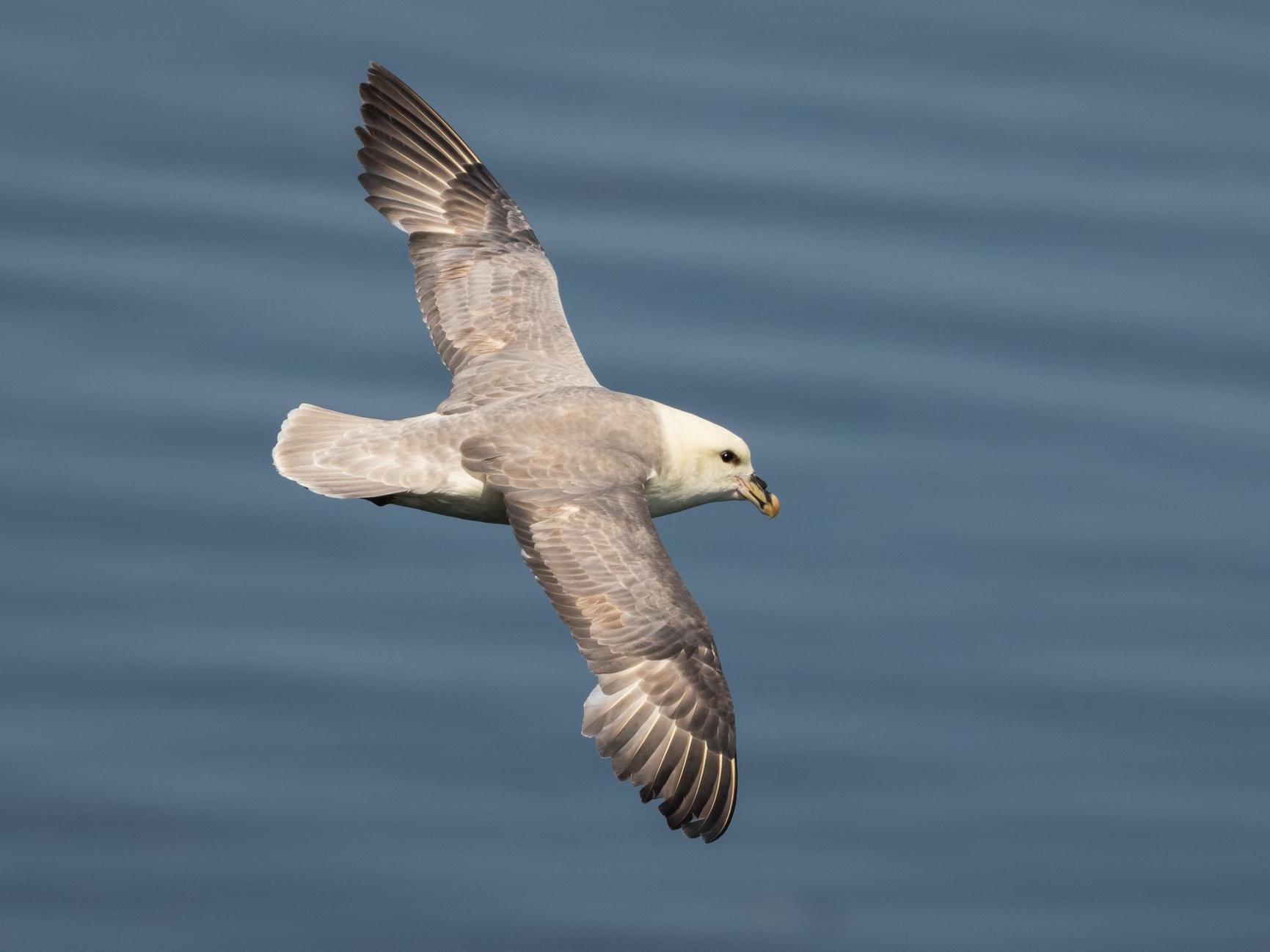 Scientists studied the eggs of northern fulmars from an Arctic island in Canada’s Lancaster Sound