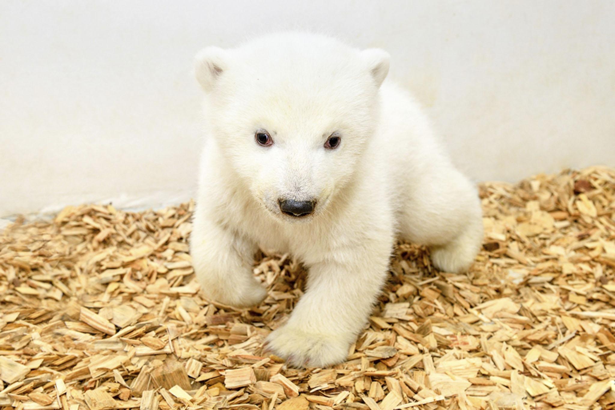 The first pictures have been released of a polar bear cub that was born in Berlin's Tierpark Zoo on December 1.