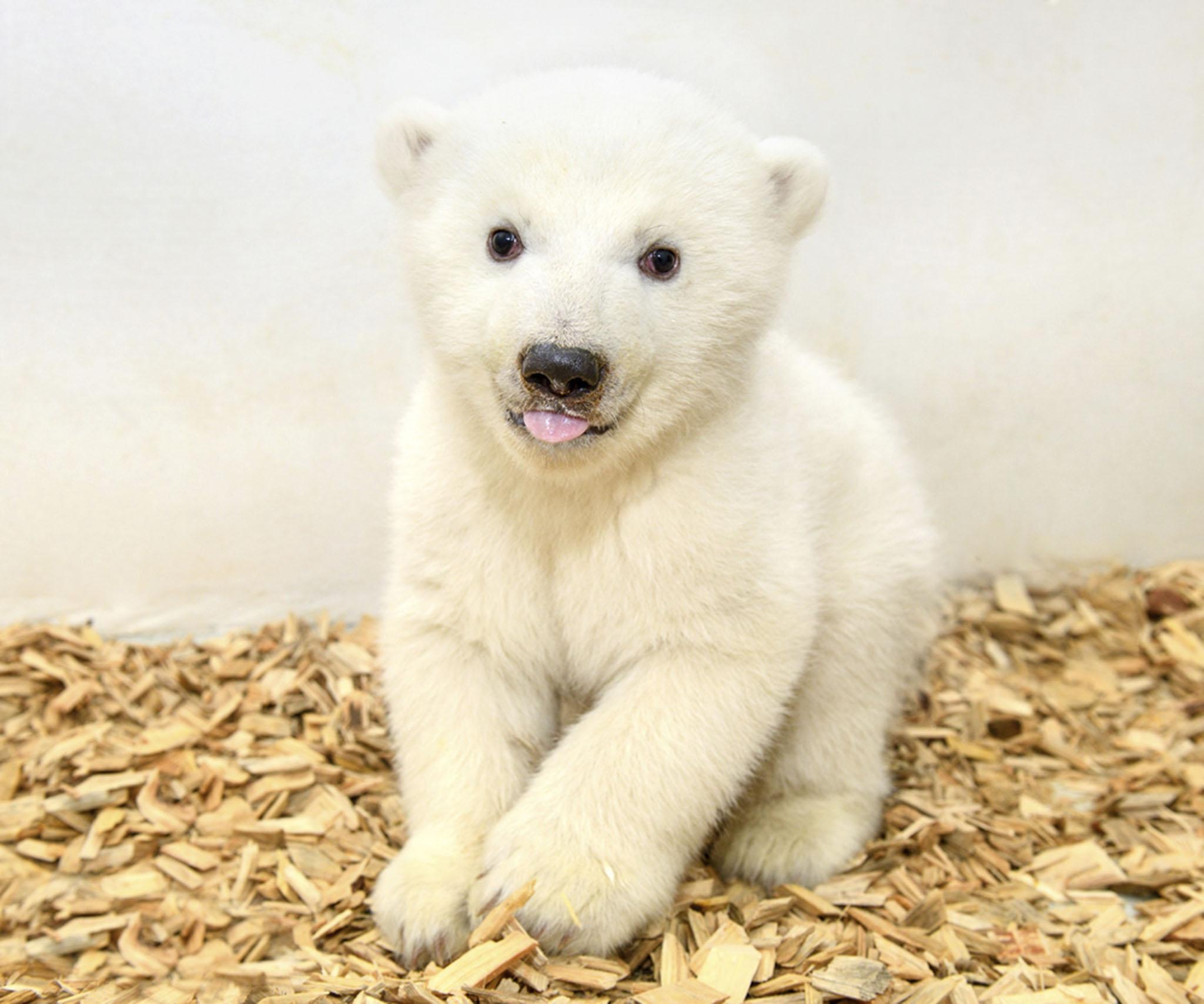 In recent years Tonja has given birth to two other cubs, though both died in infancy. Tierpark director Dr. Andreas Knieriem says that "infant mortality in polar bears is extremely high, especially within the first ten days of life. However we are all staying positive and keeping our fingers crossed for Tonja."