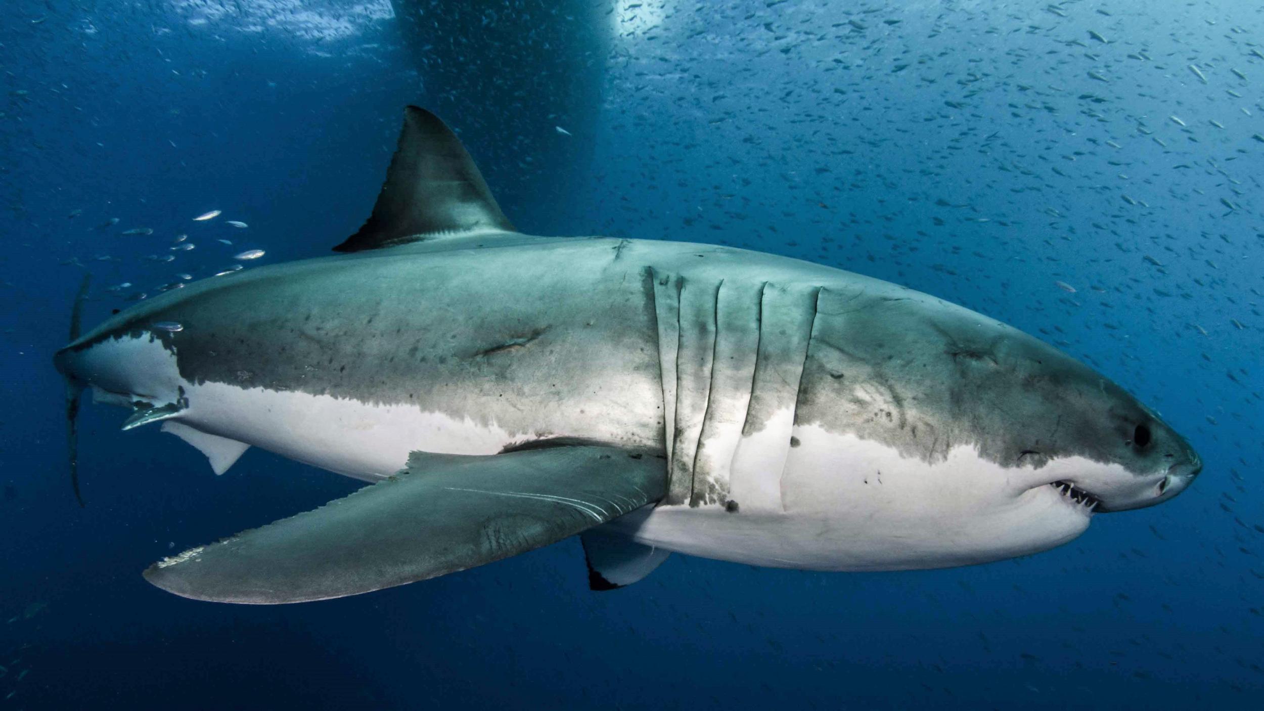 Great whites’ genetic enhancement help them recover from gaping wounds