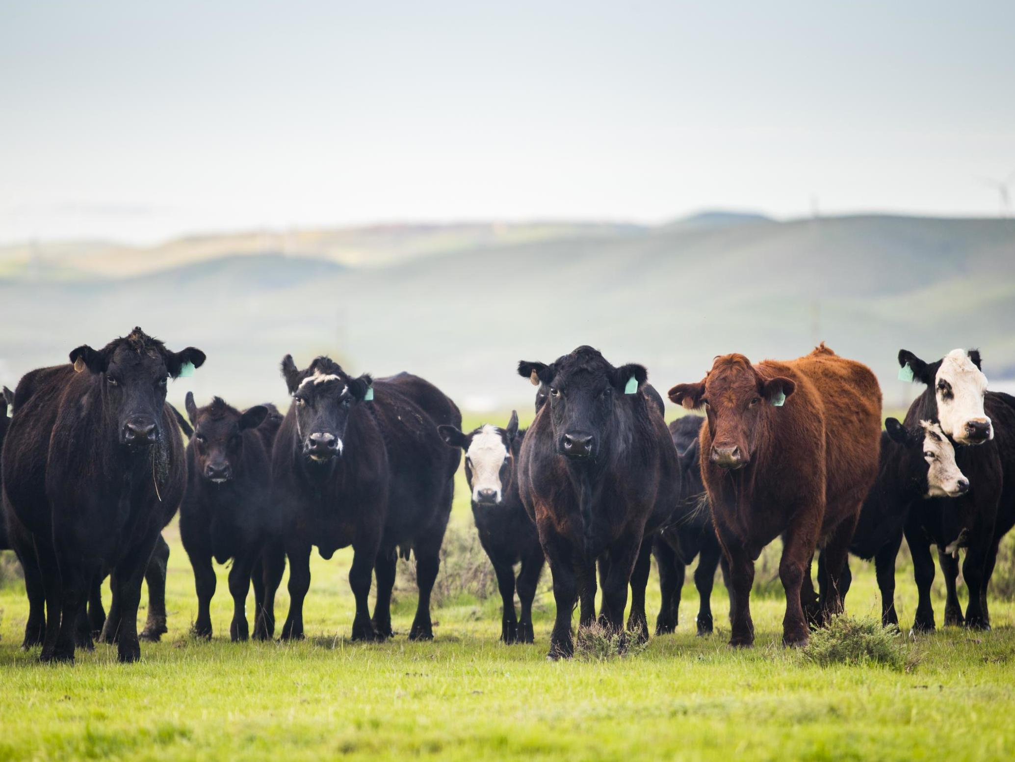 Cattle produce large volumes of methane, which remains in the atmosphere for about 12 years. But the effects of carbon dioxide last for millennia