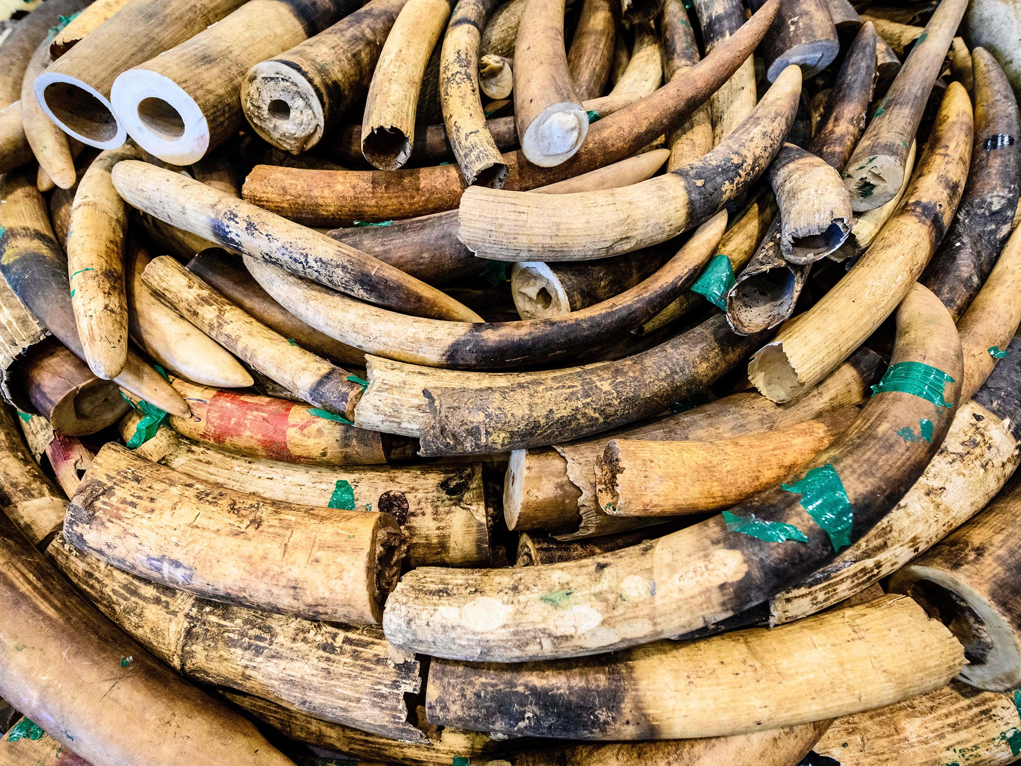 Ivory elephant tusks displayed during a press conference in Hong Kong on 1 February 2019. Ivory is another leading import in criminal wildlife trade