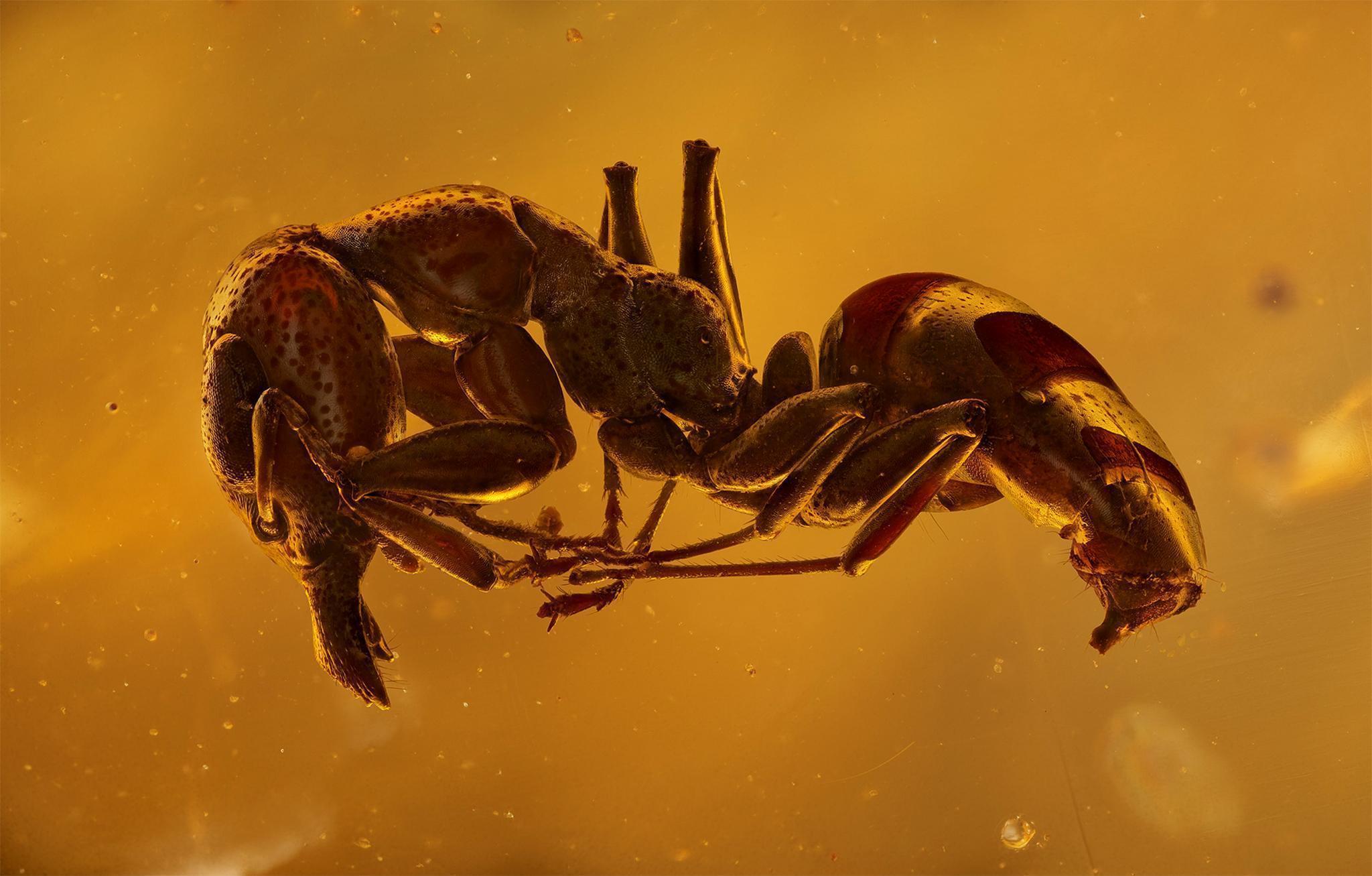 This ant preserved in amber dates from 40-45 million years ago and was discovered in the Baltics