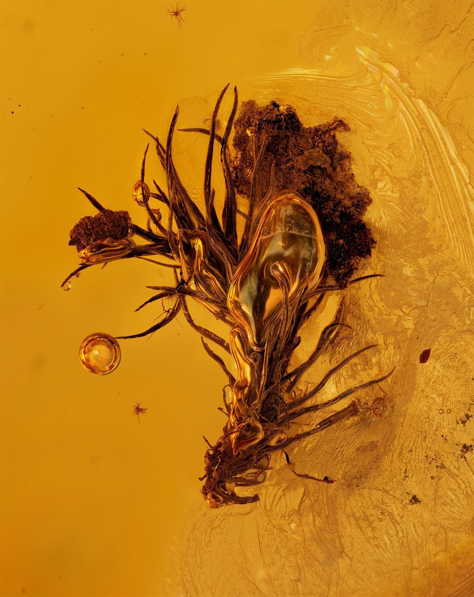 This moss twig preserved in amber dates from 40-45 million years ago and was discovered in the Baltics