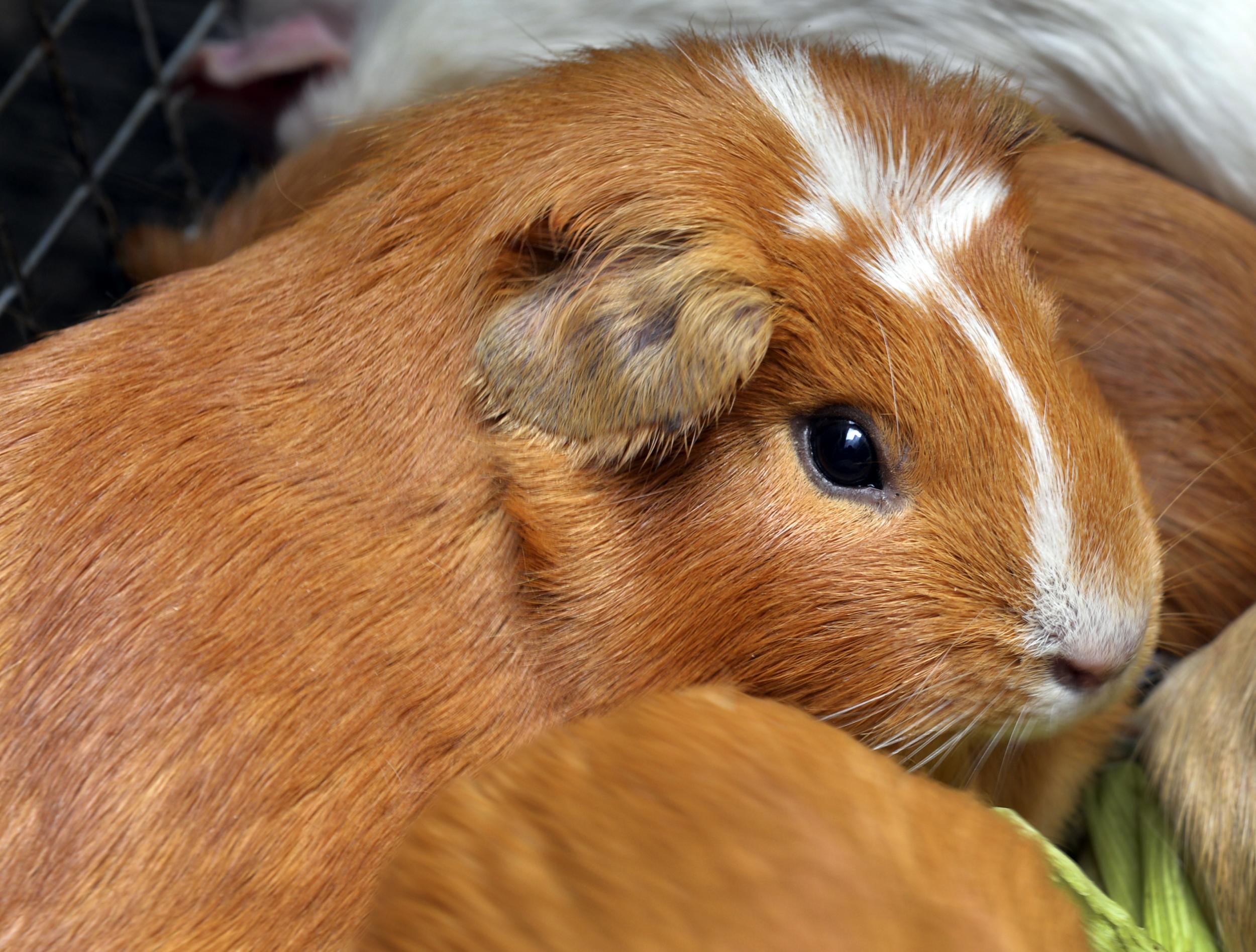 Nearly 70 guinea pigs had the nerve agent put on their backs to test an antidote