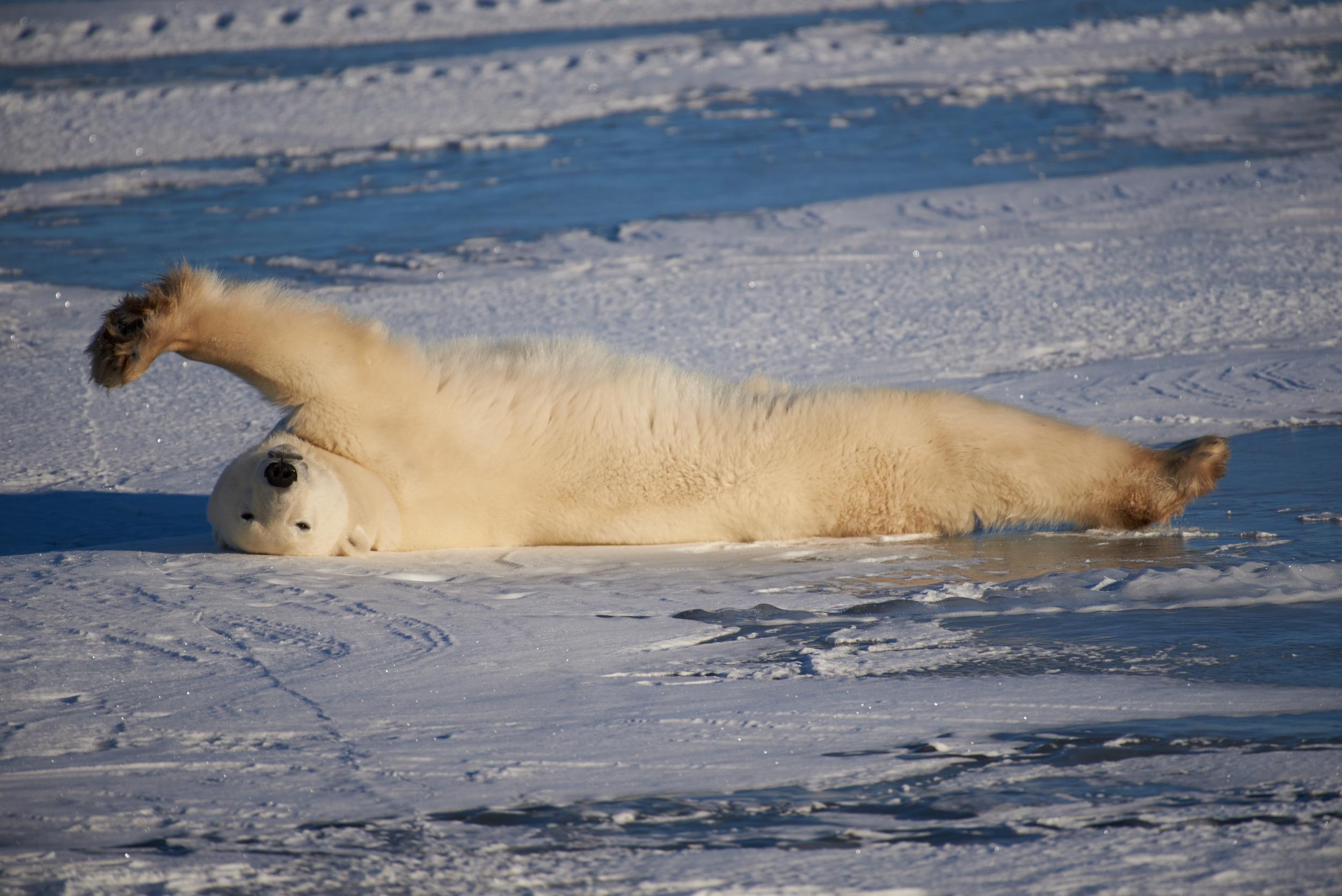 Churchill in Canada is known as 'polar bear town'