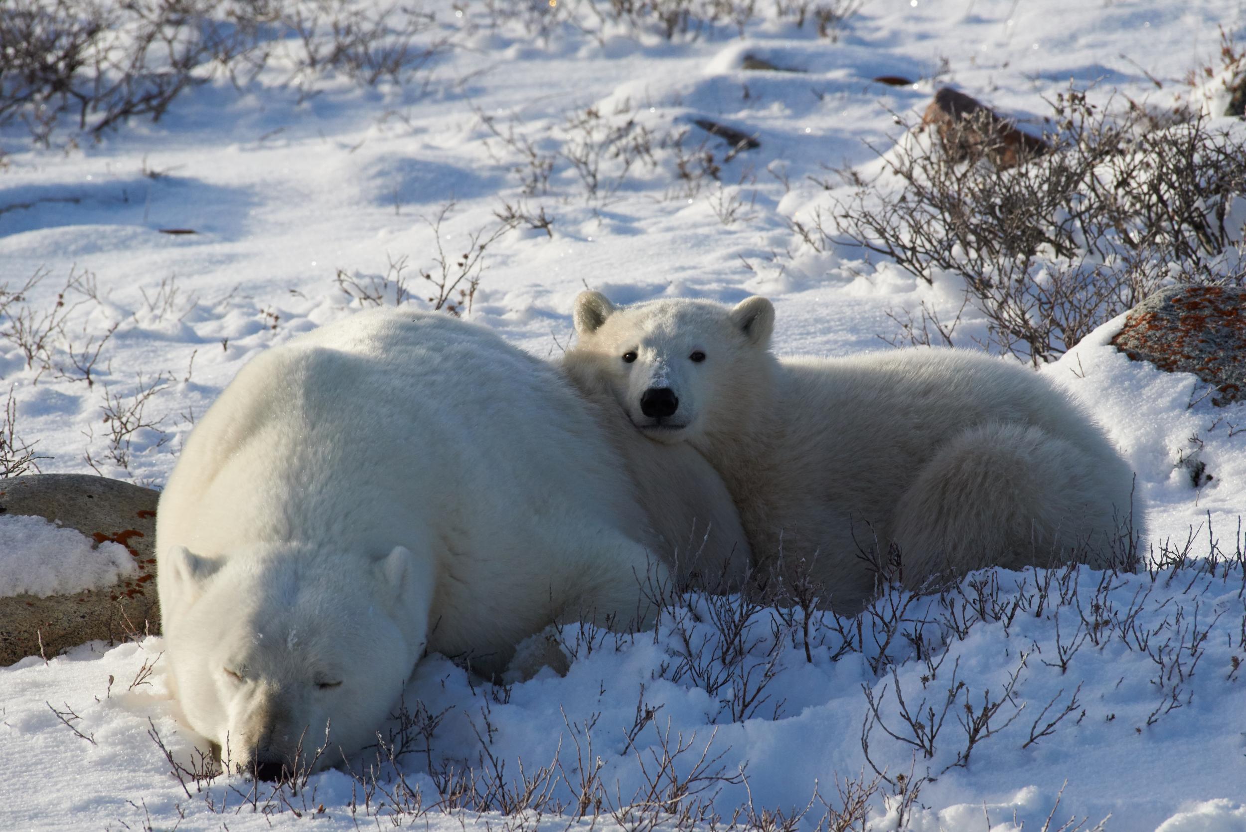 Polar bear neighbours in Churchill