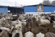 Inside India’s plastic cows: How sacred animals are left to line their stomachs with polythene