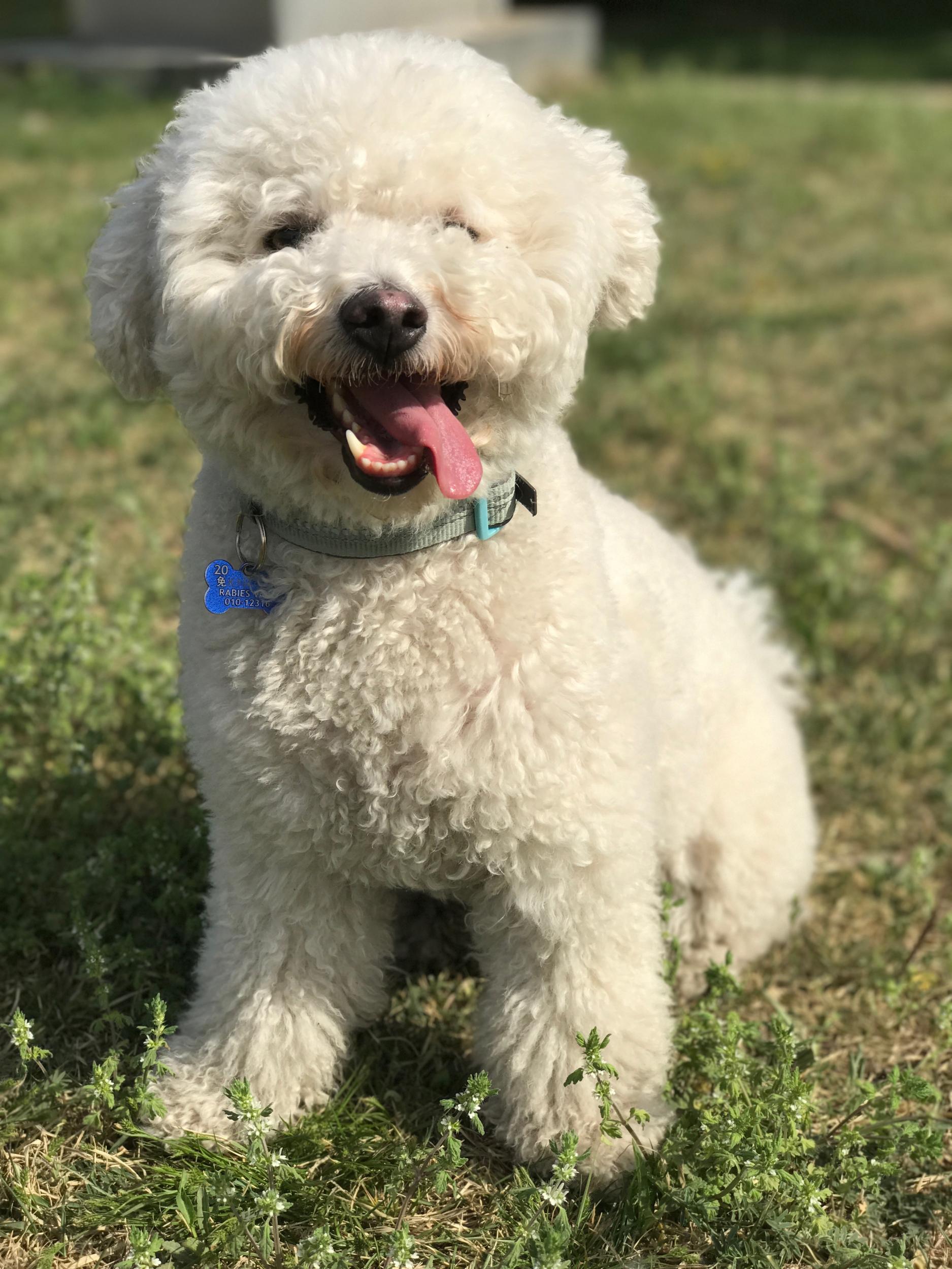 Ziggy, unadorned, in a park in Beijing in 2017