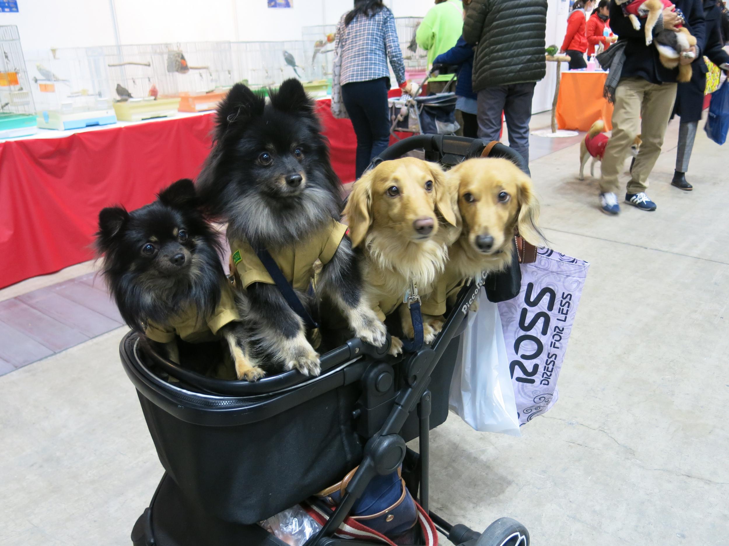 Dogs dressed up at the Yokohama Pet Fair 2019