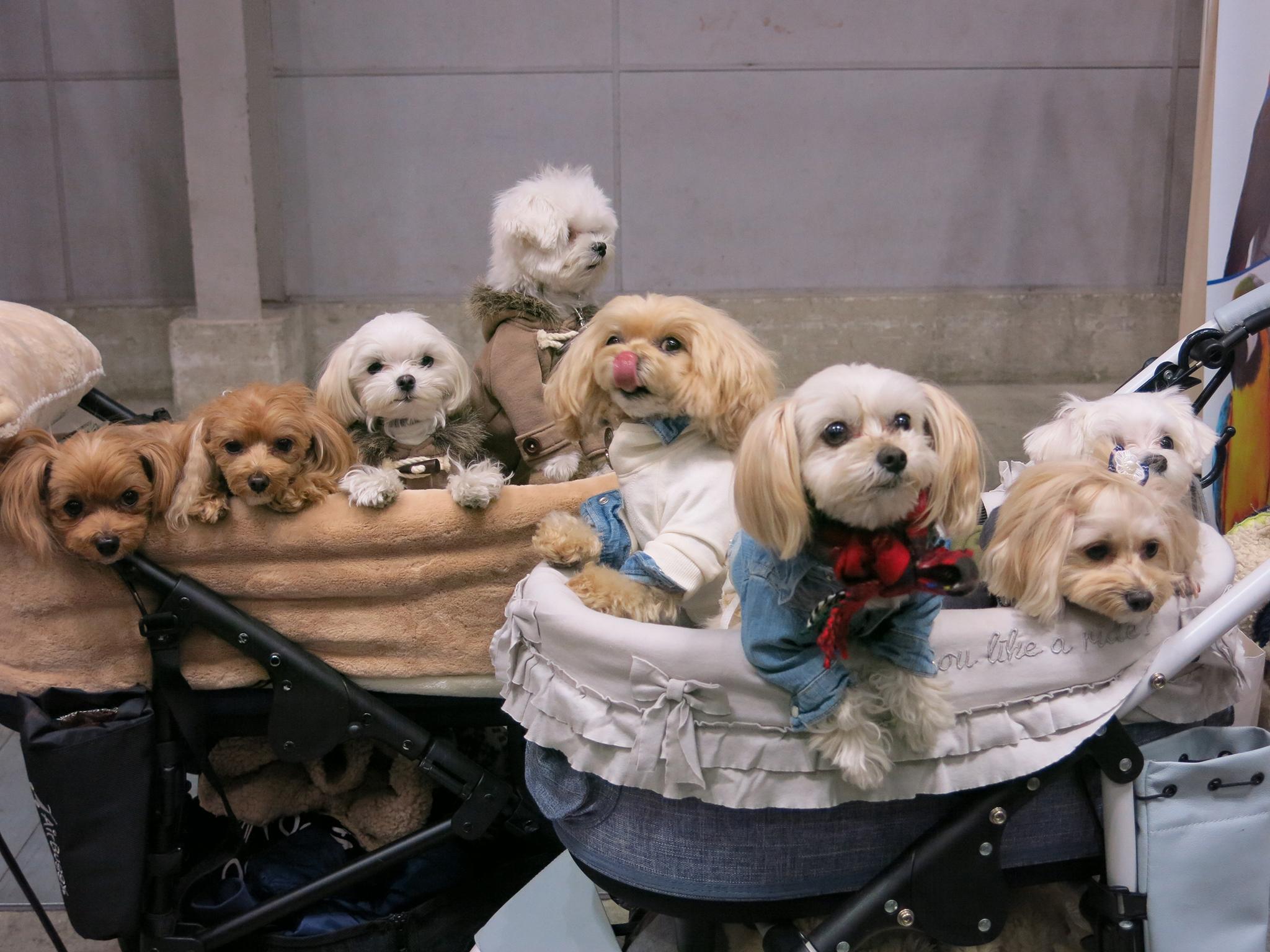 Pampered pooches get the star treatment at Yokohama Pet Fair