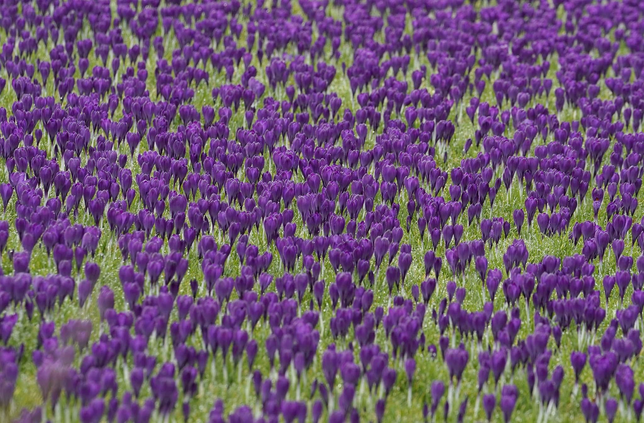 Thousands of crocuses have started to bloom weeks early after unusually high temperatures at National Trust's Wallington Hall in Northumberland