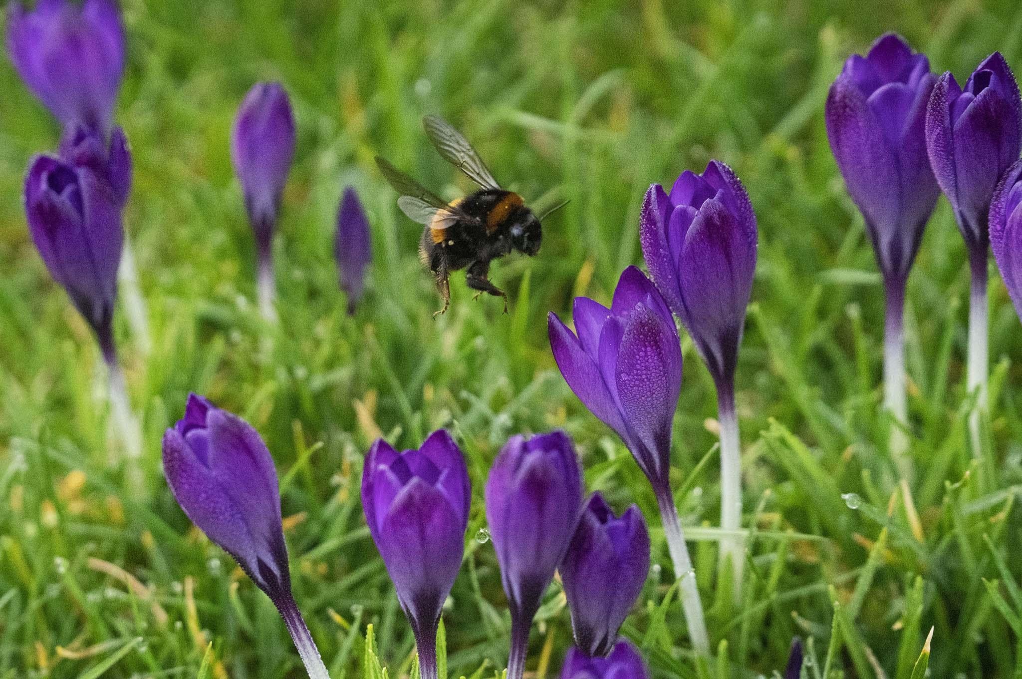 Certain types of grass pollen may be contributing more to allergenic disease than others