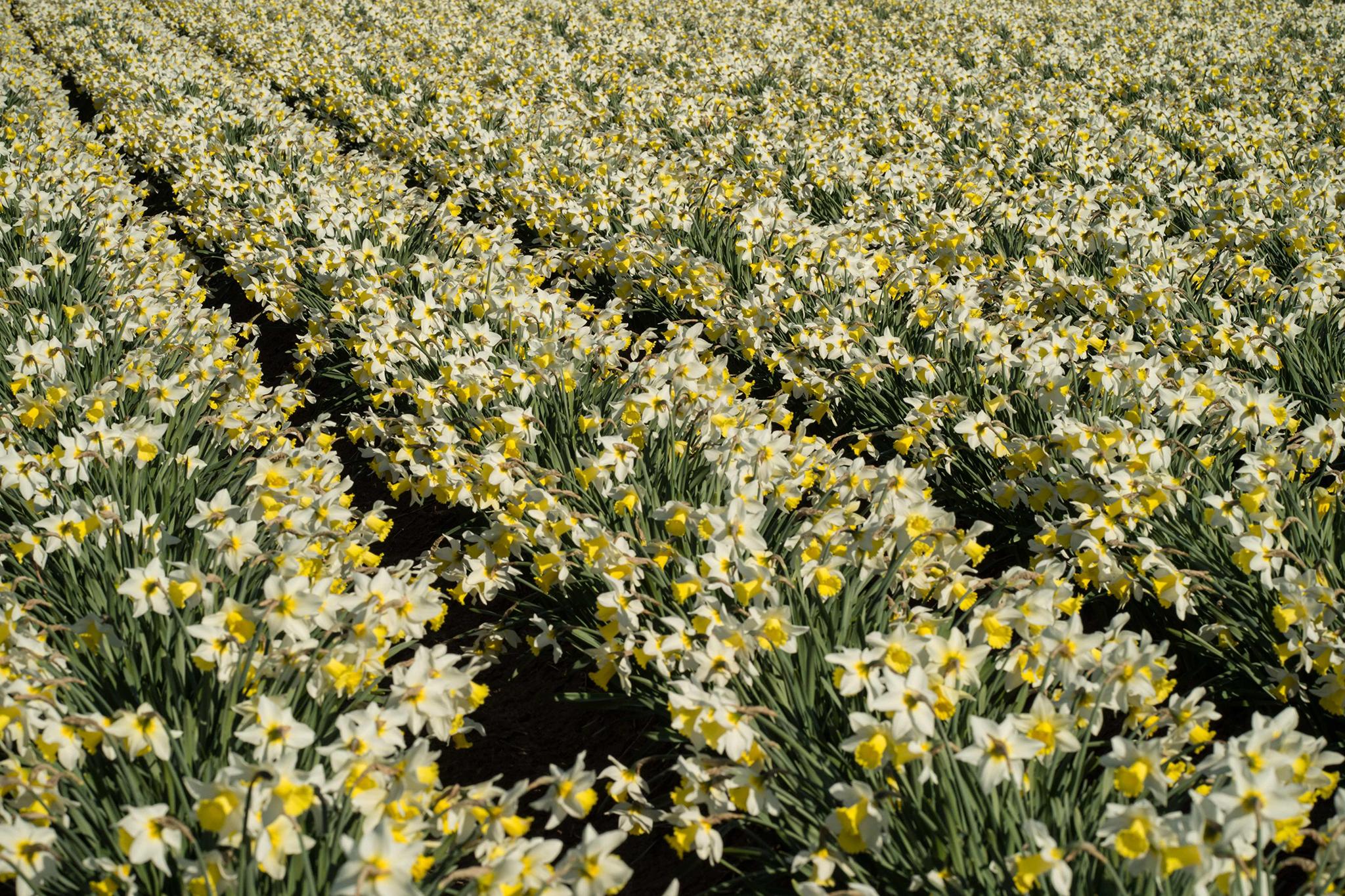 A crop of flowering Spring Dawn daffodils are pictured growing in a field on Taylors Bulbs farm near Holbeach in eastern England