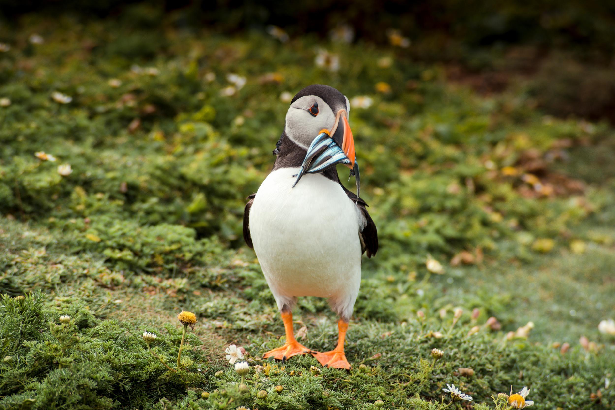 Island of Skomer