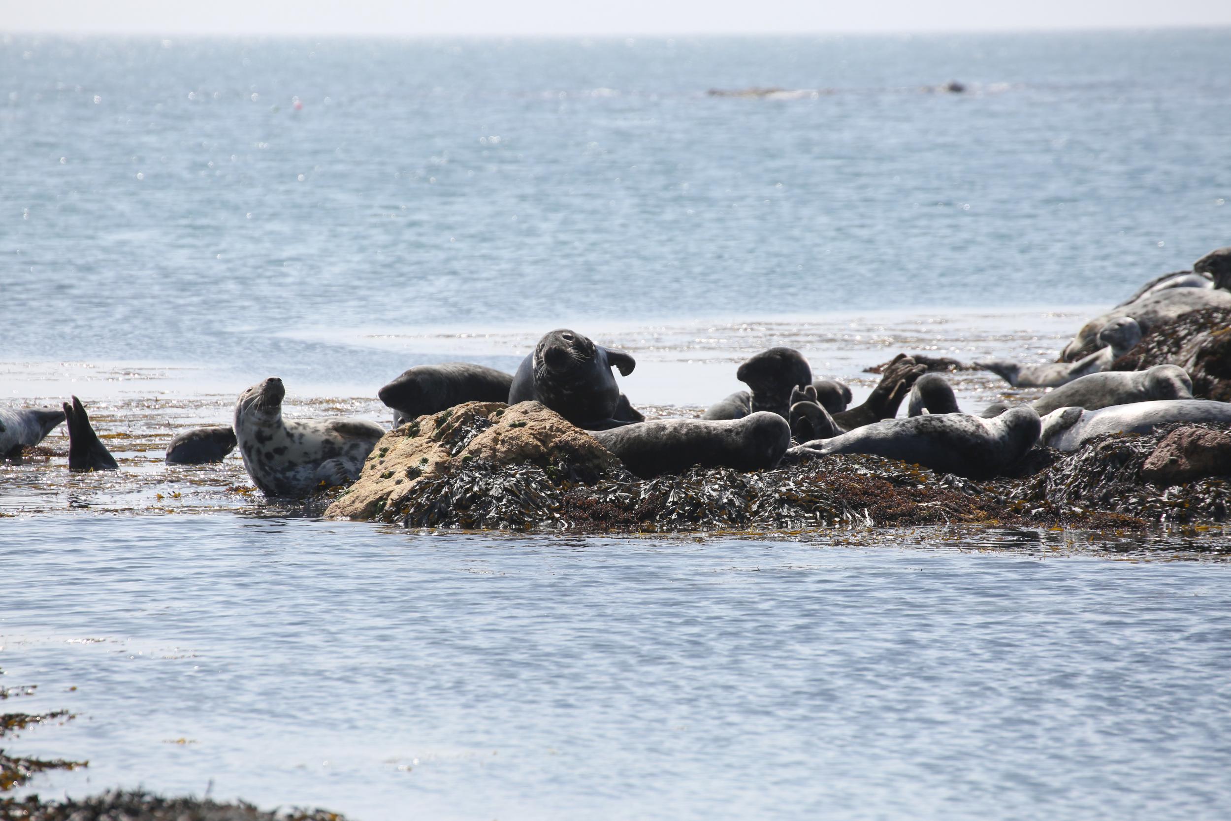 Ramsey Island